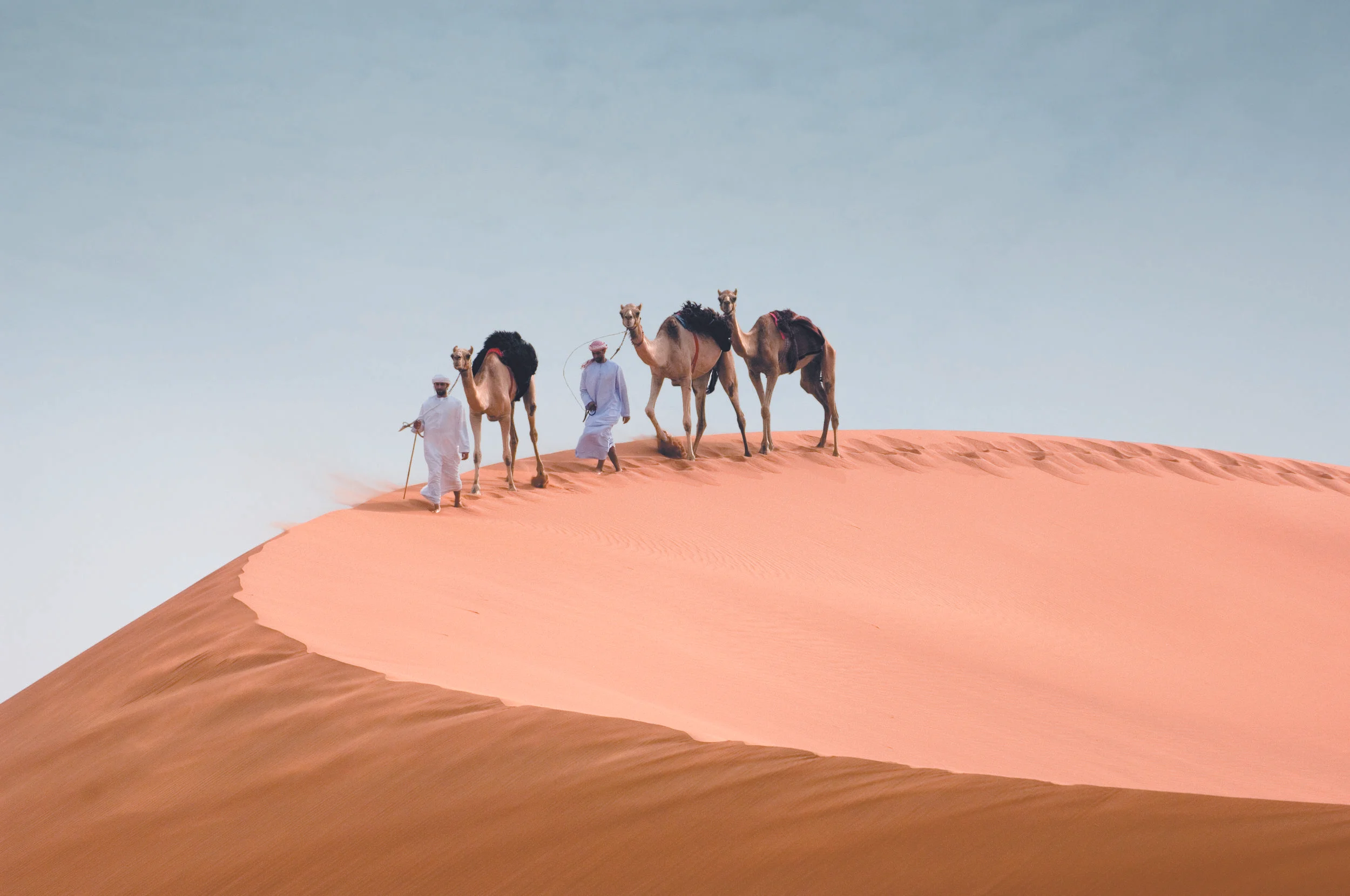 Camels 1.jpg