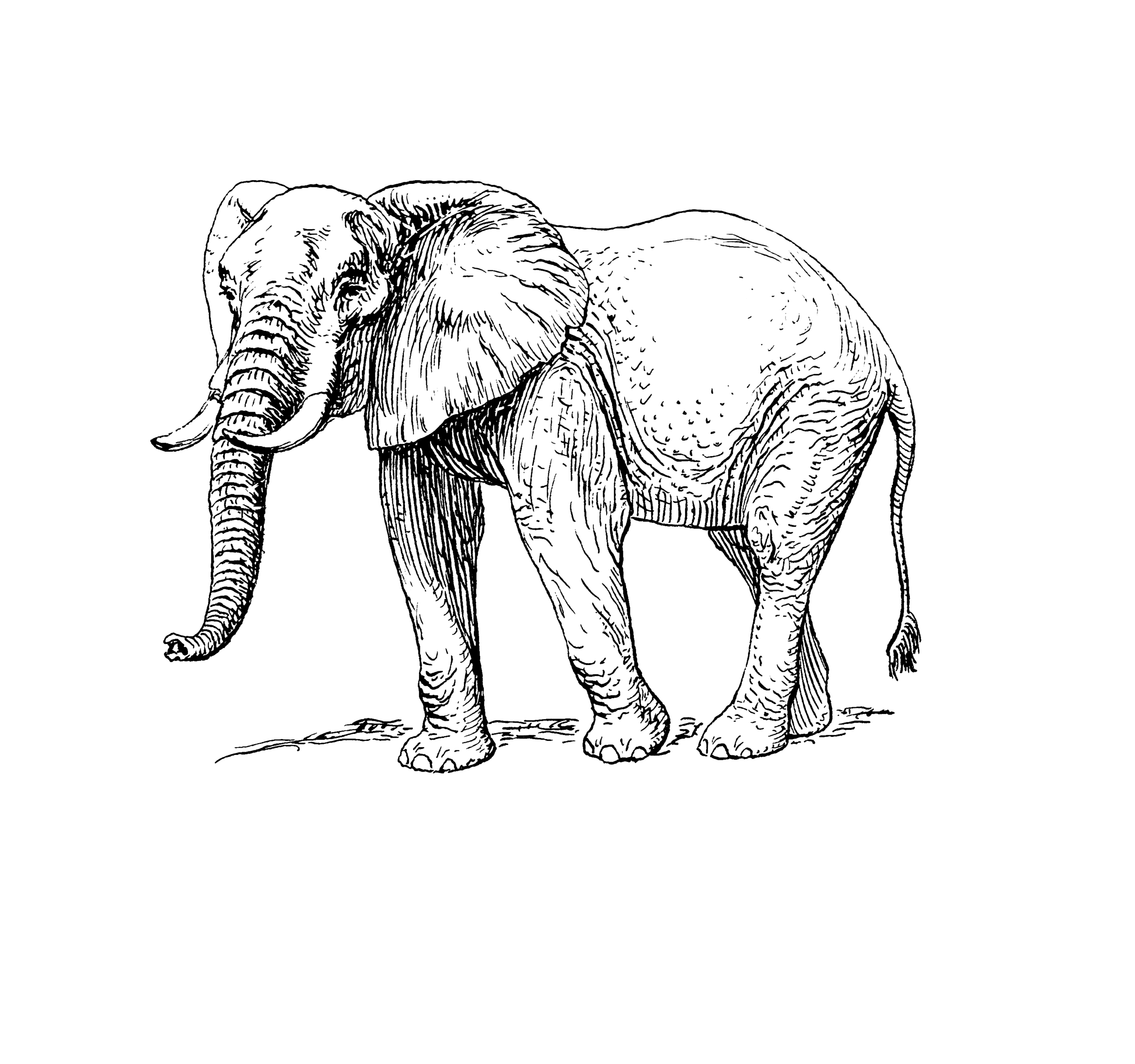 CfP: Animals in Comparative Constitutional Law at Harvard Law School