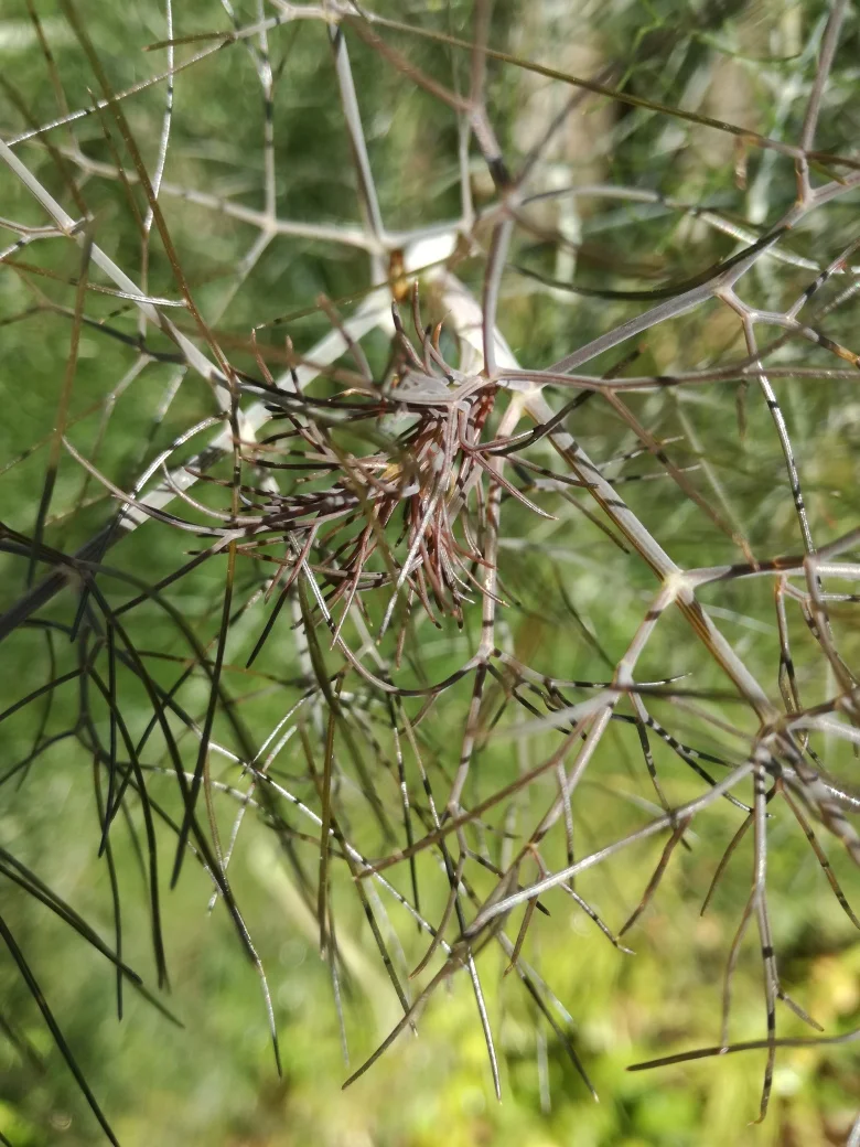 bronze fennel.jpg