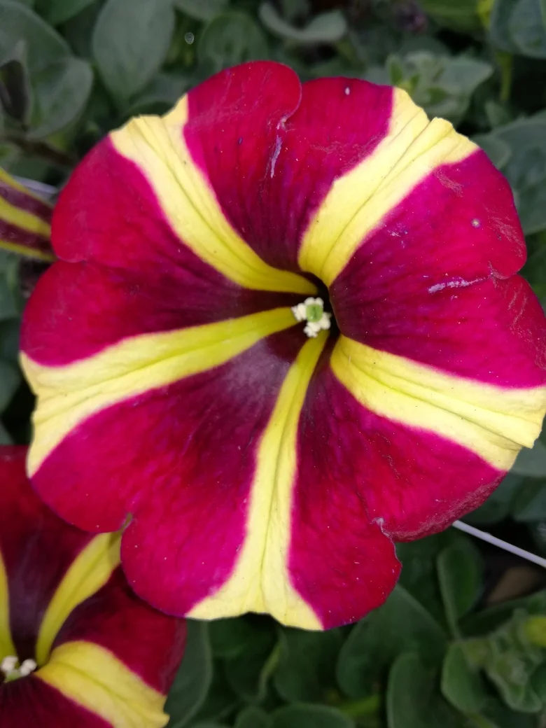 petunia striped june 2018.jpg