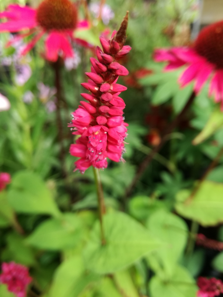 persicaria amplex lisan.jpg