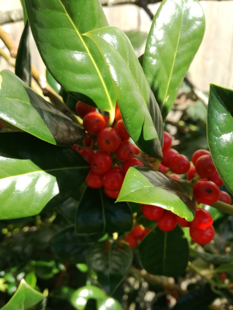 holly with berries.jpg