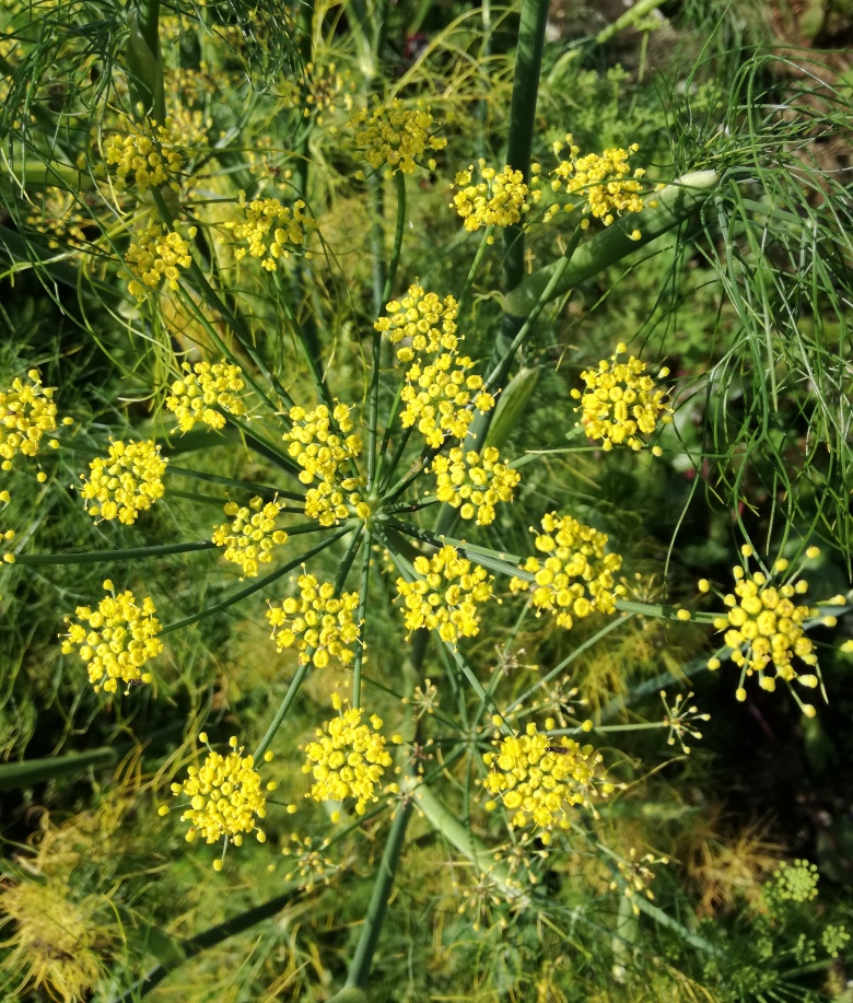 green fennel.jpg