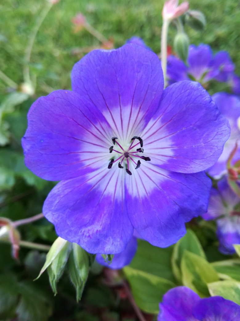 geranium rozanne.jpg