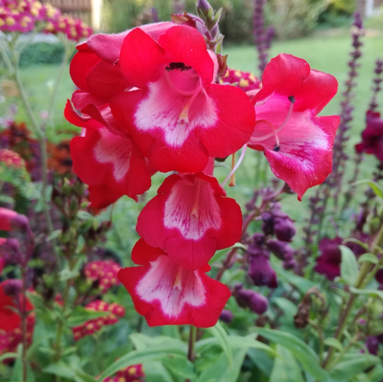 penstemon phoenix pink.jpg