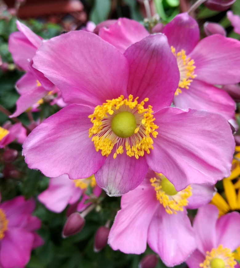 anemone red riding hood.jpg