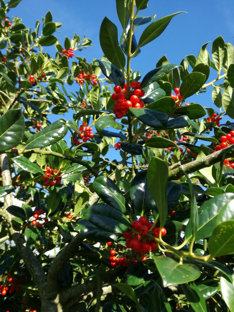 holly with blue sky.jpg