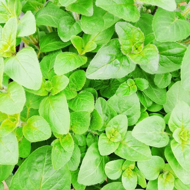 Oregano, also known as Wild Marjoram. Another valuable culinary &amp; medicinal herb brought to our shores by those Romans. #culinaryherb  #medievalherb #mediterraneancooking #romans #healthyfood #healingherb #peakdistrictnationalpark #derbyshiredale