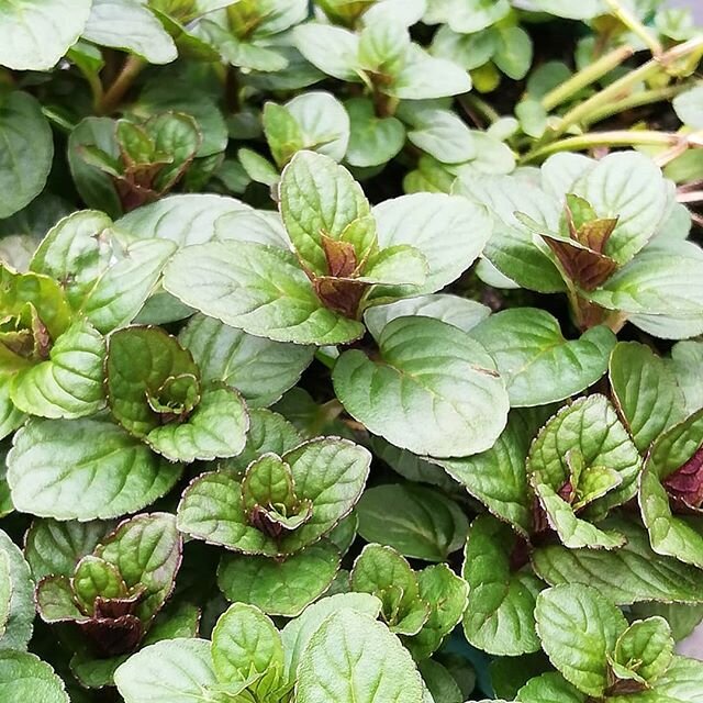 Chocolate Peppermint. Extra strong flavour has a hint of chocolate, add to puddings, summer drinks and of course peppermint tea. #herbaltea #cookingwithherbs #culinaryherb #hardyperennials #growyourown #derbyshire #peakdistrictnationalpark