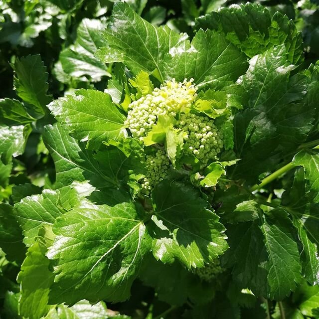 Alexander's coming in to flower, adored by bees.  #romanherb #healingherb #healthyfood #romans #soups #salad #bees🐝 #pollinatorgarden #vegetablegardening