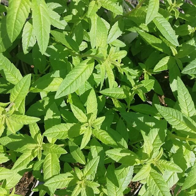 Lemon Verbena, culinary &amp; medicinal herb, use the leaves a refreshing tea, also used in fish dishes, vinegars and soft drinks. Native to Chile, loves sunshine. #culinaryherb #medicinalherbs #herbs #herbaltea #healthyfood #growyourown #herbnursery