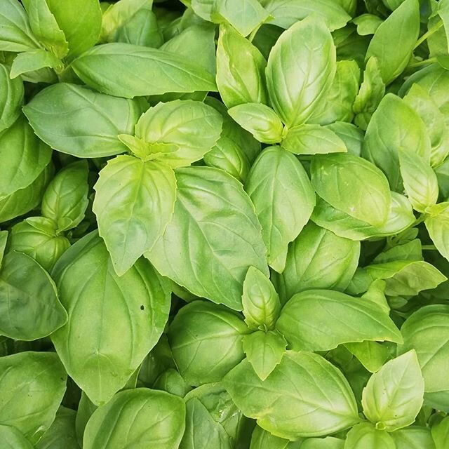 Sweet Basil. Wonderful for Italian food, use for pesto and salads and tomatoes. Smells lovely, ideal window box herb, loves a sunny, sheltered spot. #culinaryherb #aromaticherb, #herbcooking #mediteranean #italiancuisine #food #growyourown #container