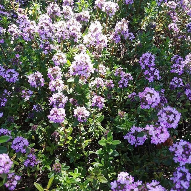 Jekka's Thyme, simply the very best, outstanding flavour, hardy in the coldest winter, doesn't get woody, bees love the nectar rich flowers #hardyherb #culinaryherb #cookingwithherbs #herbalmedicine #myherbnursery #peakdistrictnationalparkplantnurser