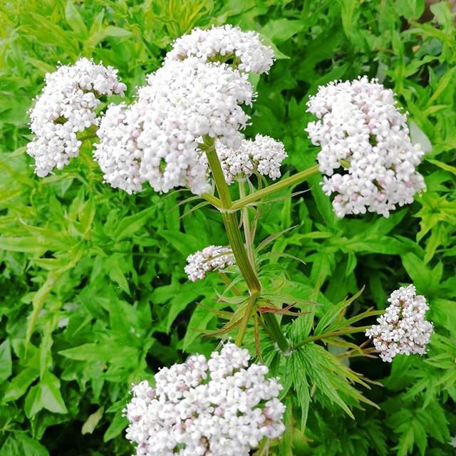 Valerian, lovely tall scented wild flower, wonderful for pollinators. From the Latin Valerie - to be strong, to be healthy. #culinaryherb #medicinalherbs #medieval #pollinators #bees🐝 #derbyshire #peakdistrictnationalpark #wildflowers #herbnursery