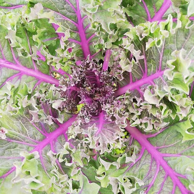 Kale, a highly nutritious leafy green vegetable, high in fiber, aids digestion, rich in prebiotics, high in iron, vitamins K, A &amp; C, high in calcium and promotes liver health. #healthyfood #growyourown #vegetablegardening #nfu #backbritishfarming