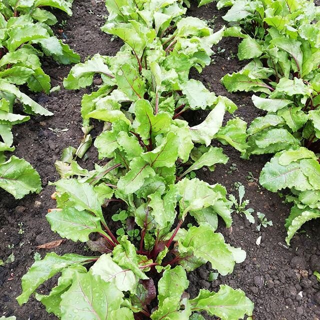 Beetroot, first introduced to our shores by those Romans. What a health food this is, high in vitamin C &amp; B6, Magnesium, Folate, Potassium, Phosphorus, Manganese and Iron. #superfoods #healthyfood #growyourown #nfucountryside #vitamins #nutrition