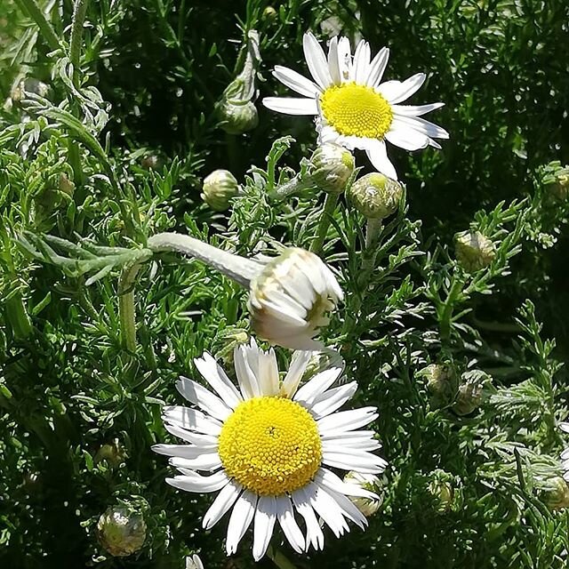 Chamomile,, makes a lovely herbal tea to encourage relaxation and reduce stress.  The Romans, Greeks, Egyptians and Anglo Saxons all used this herb in ancient remedies. It was considered a sacred herb. #herbalteas #medicinalherbs #ancientremedies #he