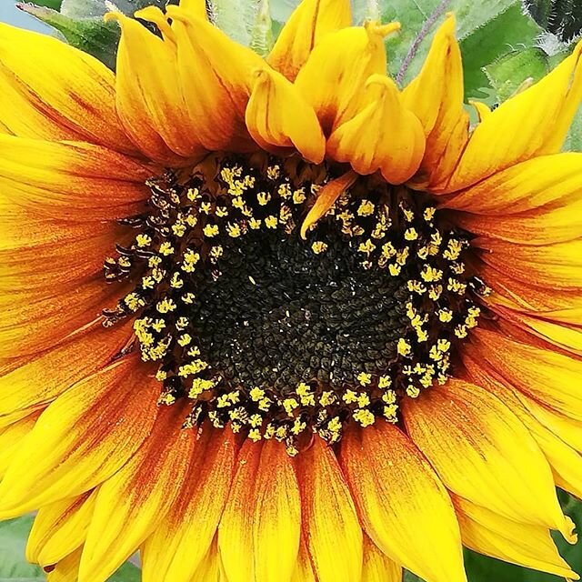 Sunflower, Latin name Helianthus, helios means sun and anthos means flower. The flower always faces the sun. #greekmythology #sun #cutflowergarden #englishgrowers #seeds #pollinatorgarden #bees🐝 #supportyourlocalmarket #peakdistrictnationalparkplant