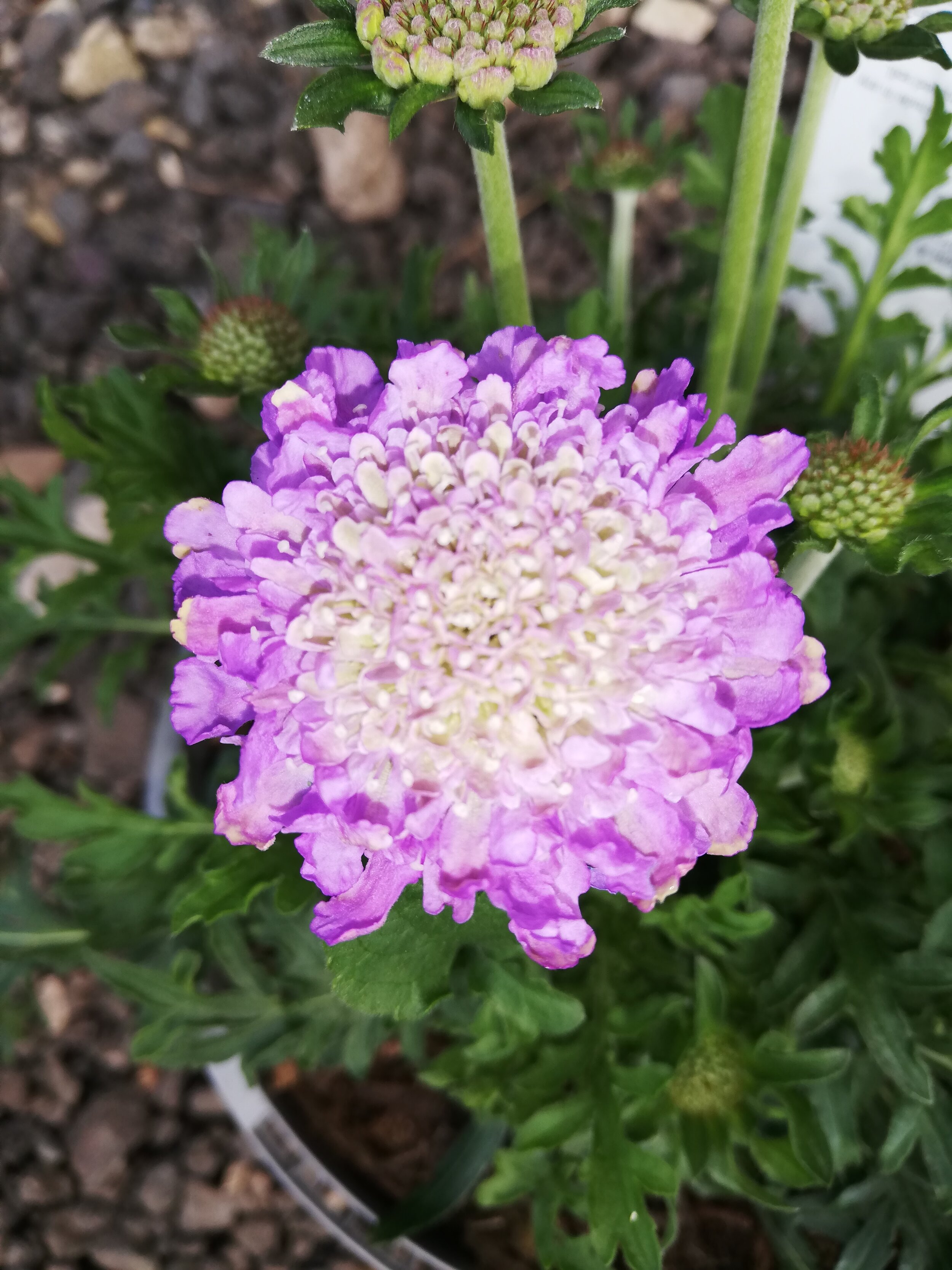 scabious march 21.jpg