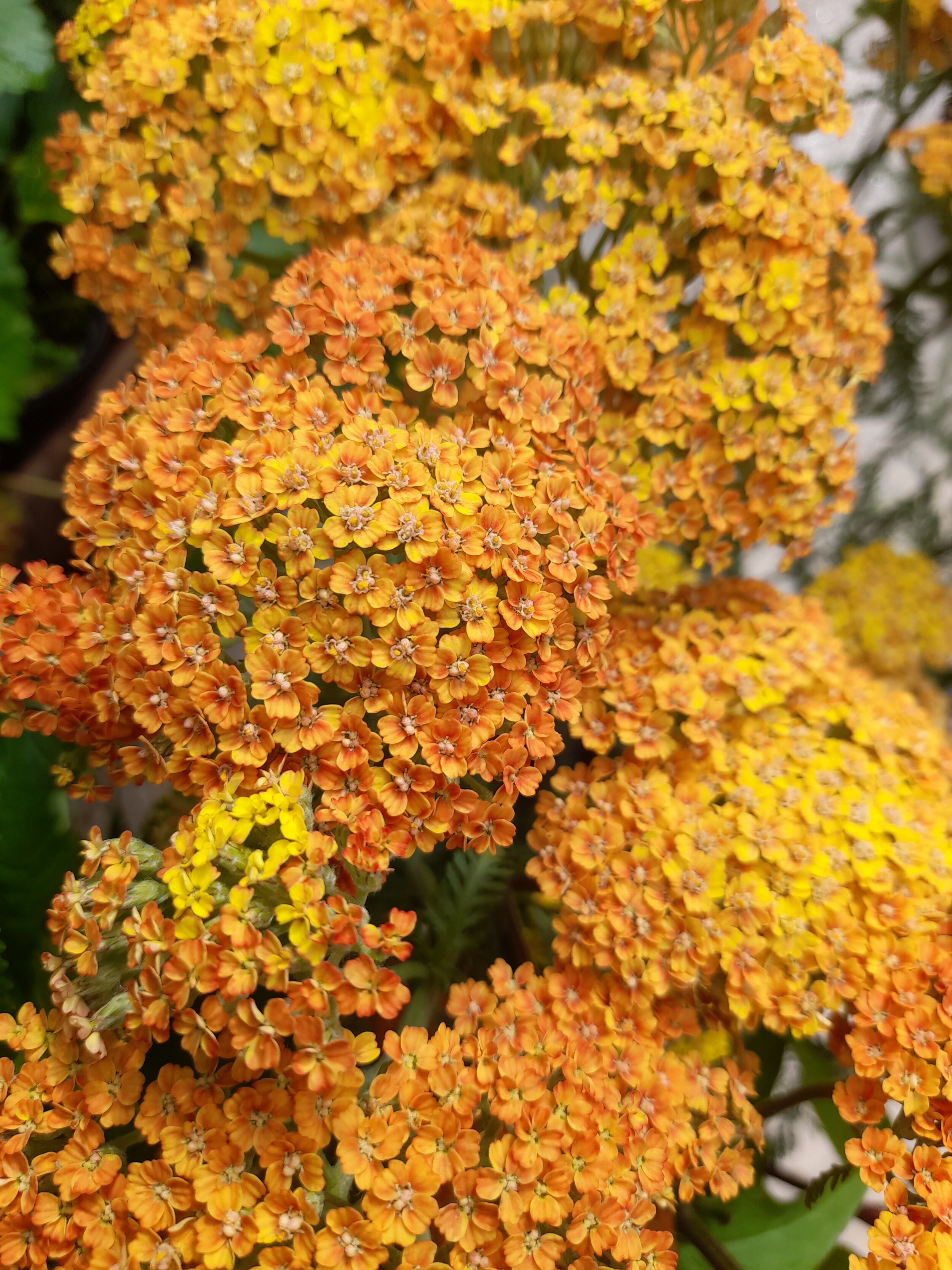 Achillea Terracota.jpg