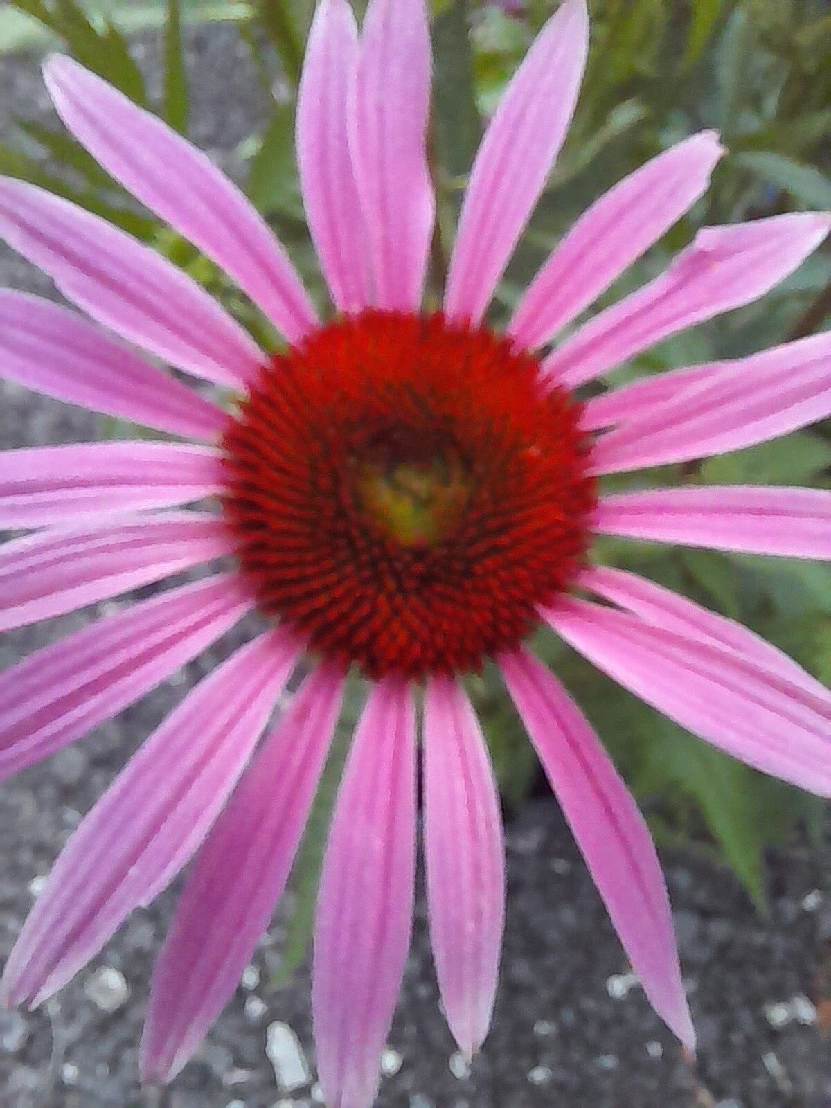 Echinacea rubinstern (3).jpg