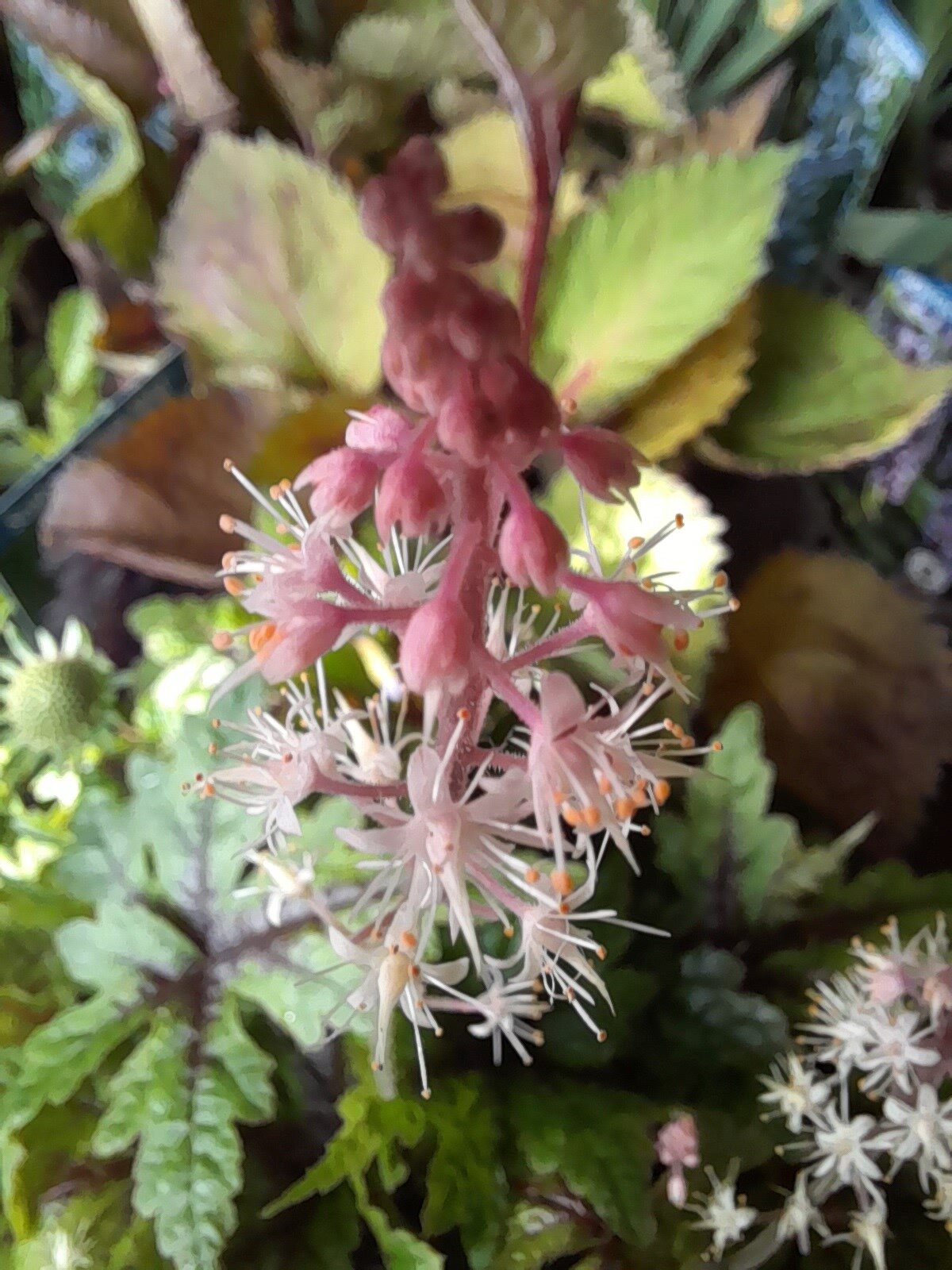 Tiarella sugar & Spice.jpg