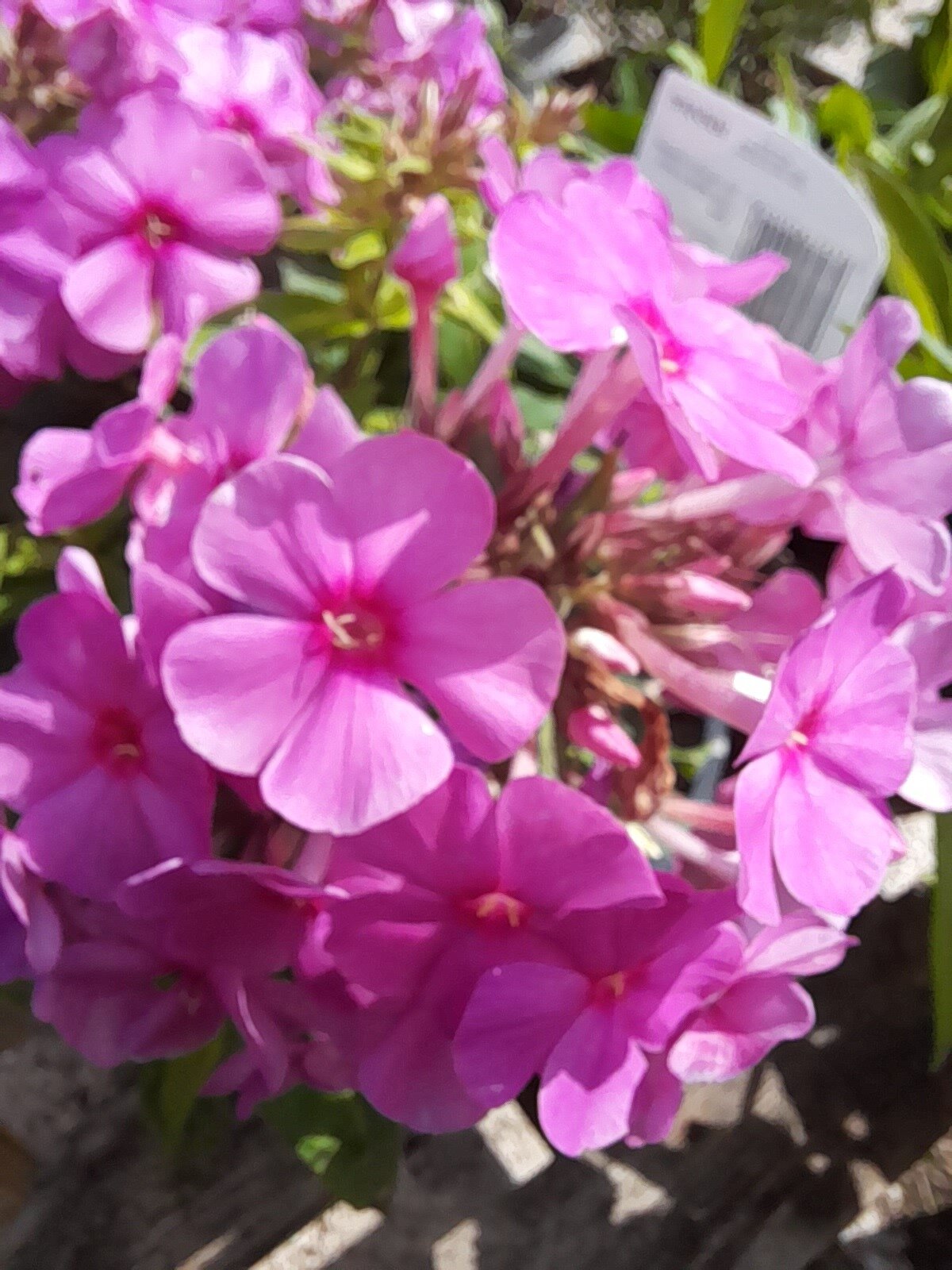 phlox pink flame.jpg