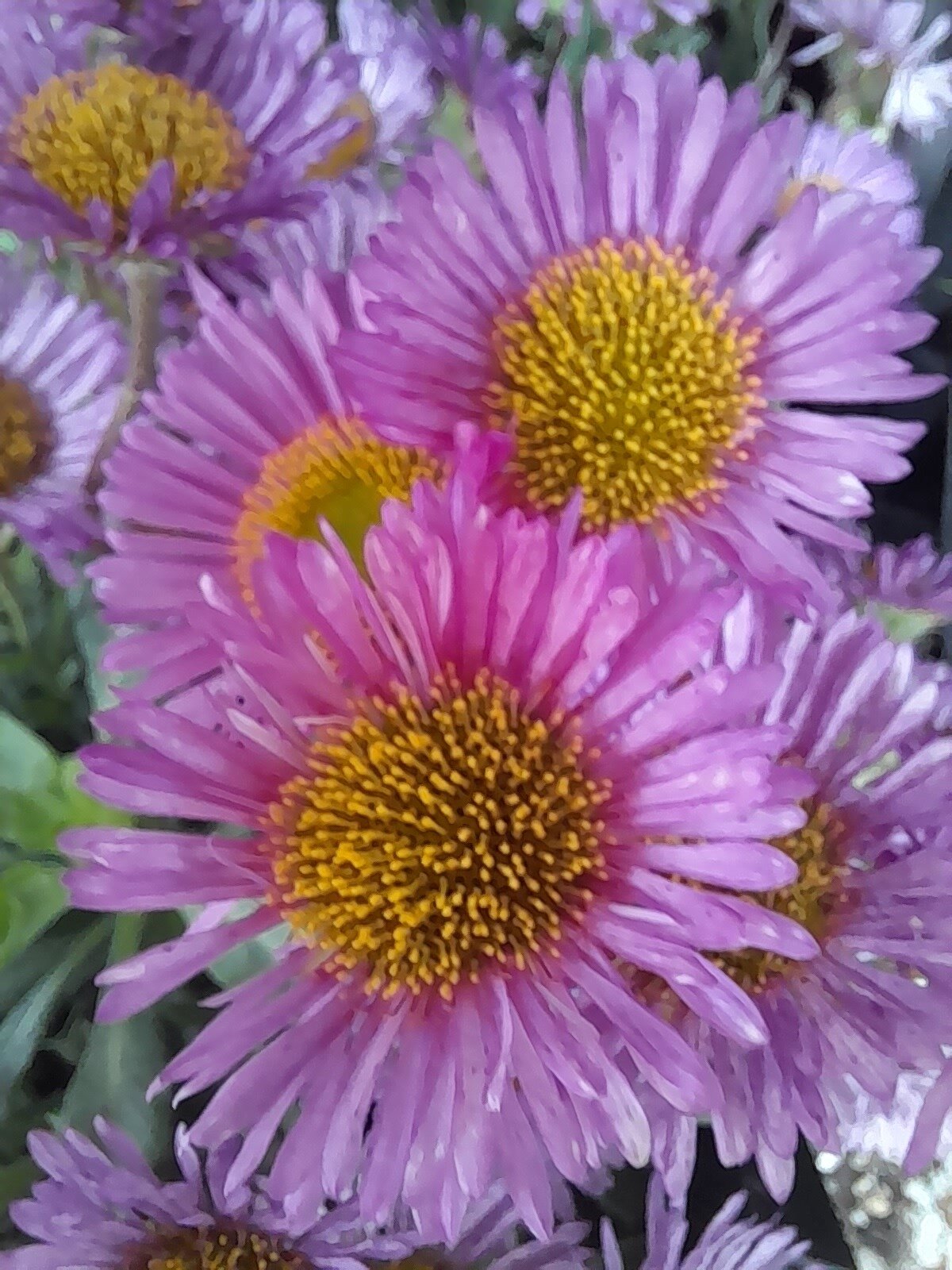 Erigeron sea breeze.jpg