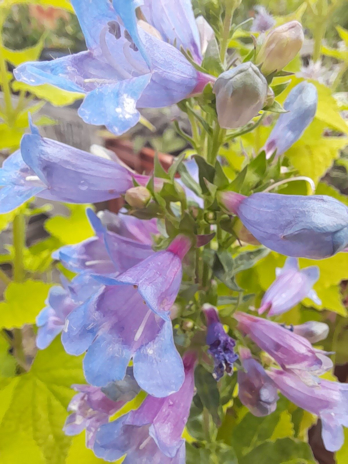 Penstemon catherine de le mer.jpg