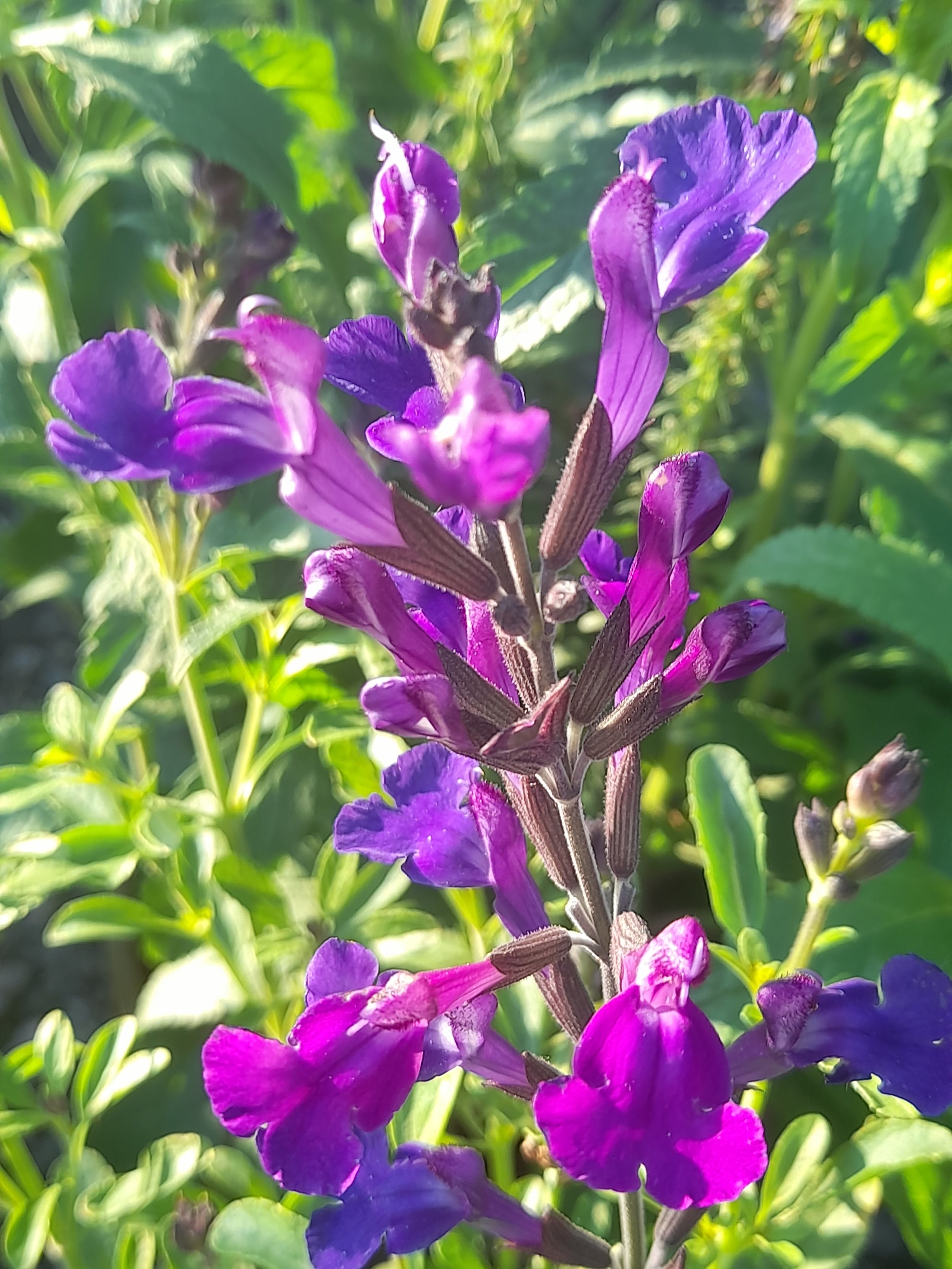 salvia deep purple.jpg