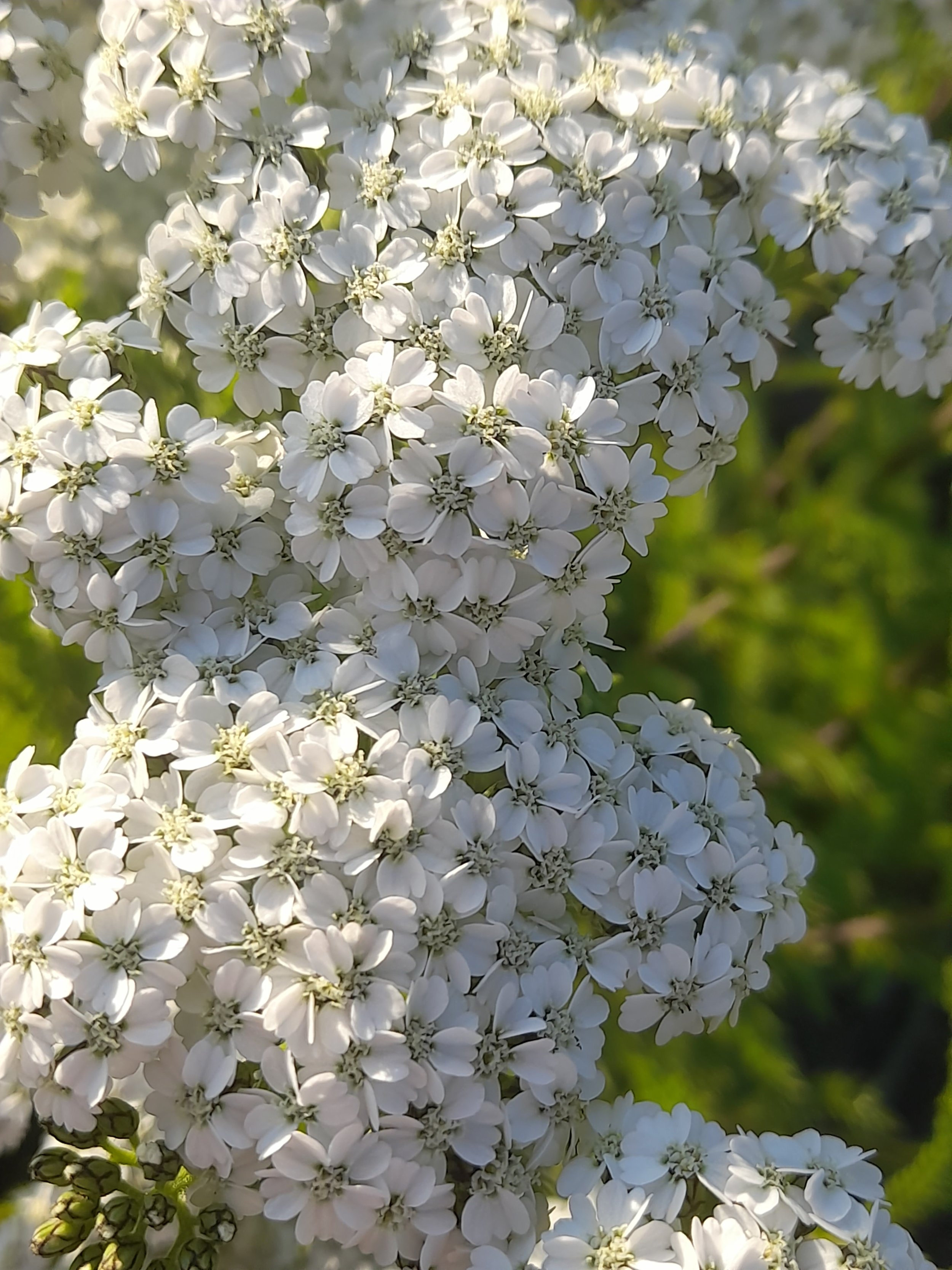 yarrow white.jpg