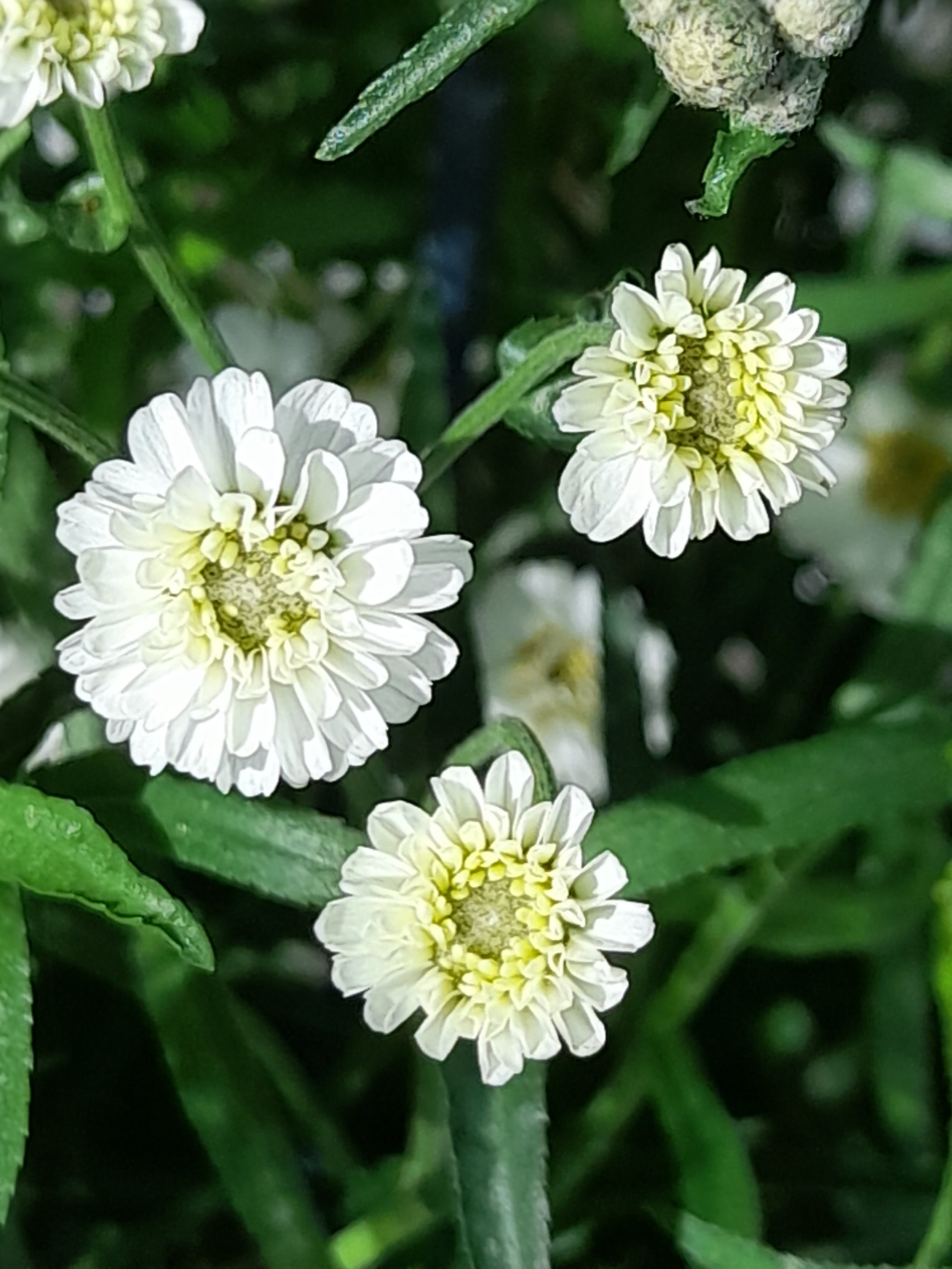 achillea pearle.jpg