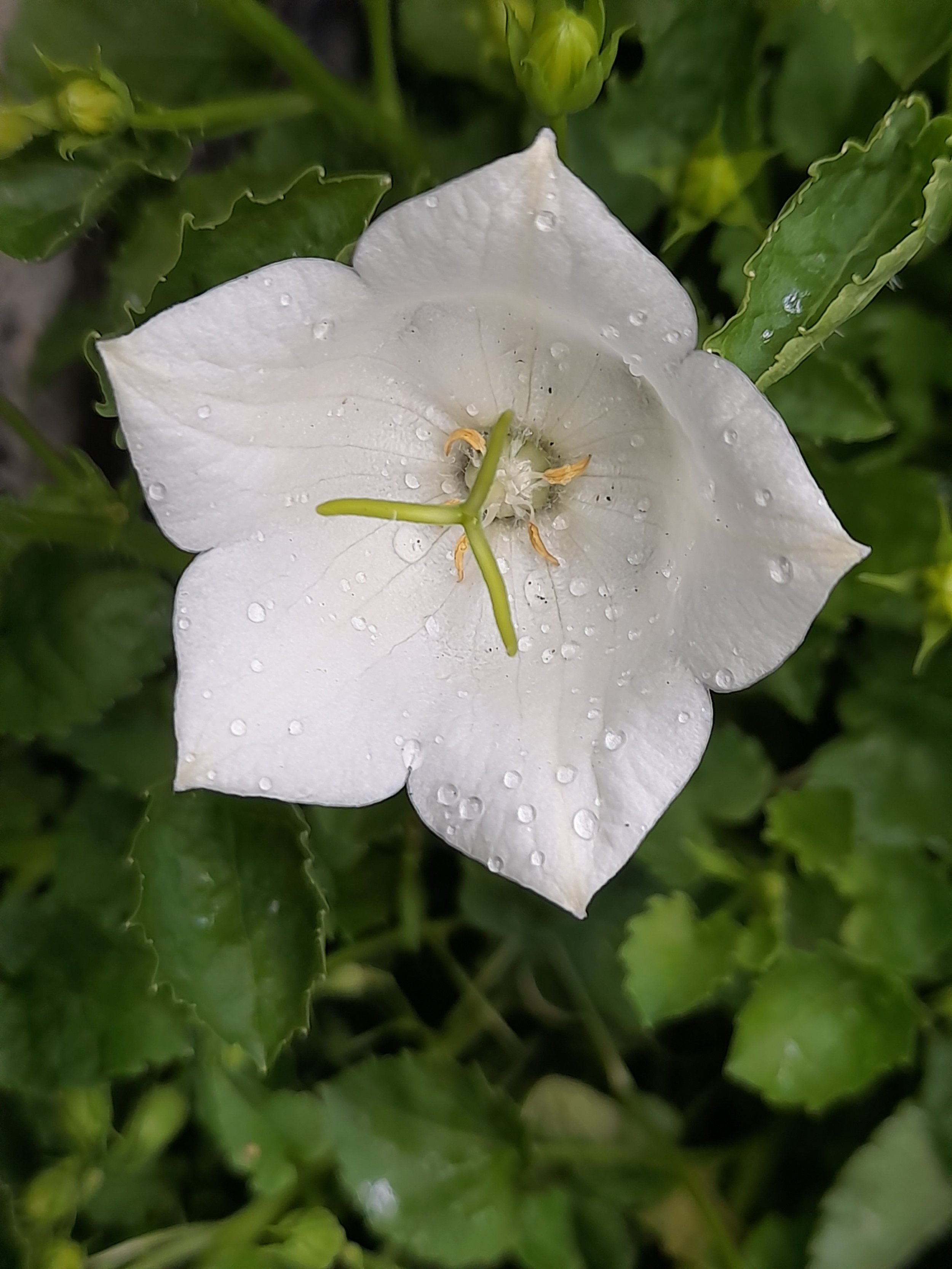 white alpine campanula.jpg