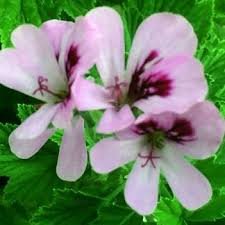 pelargonium pinki pinks.jpg