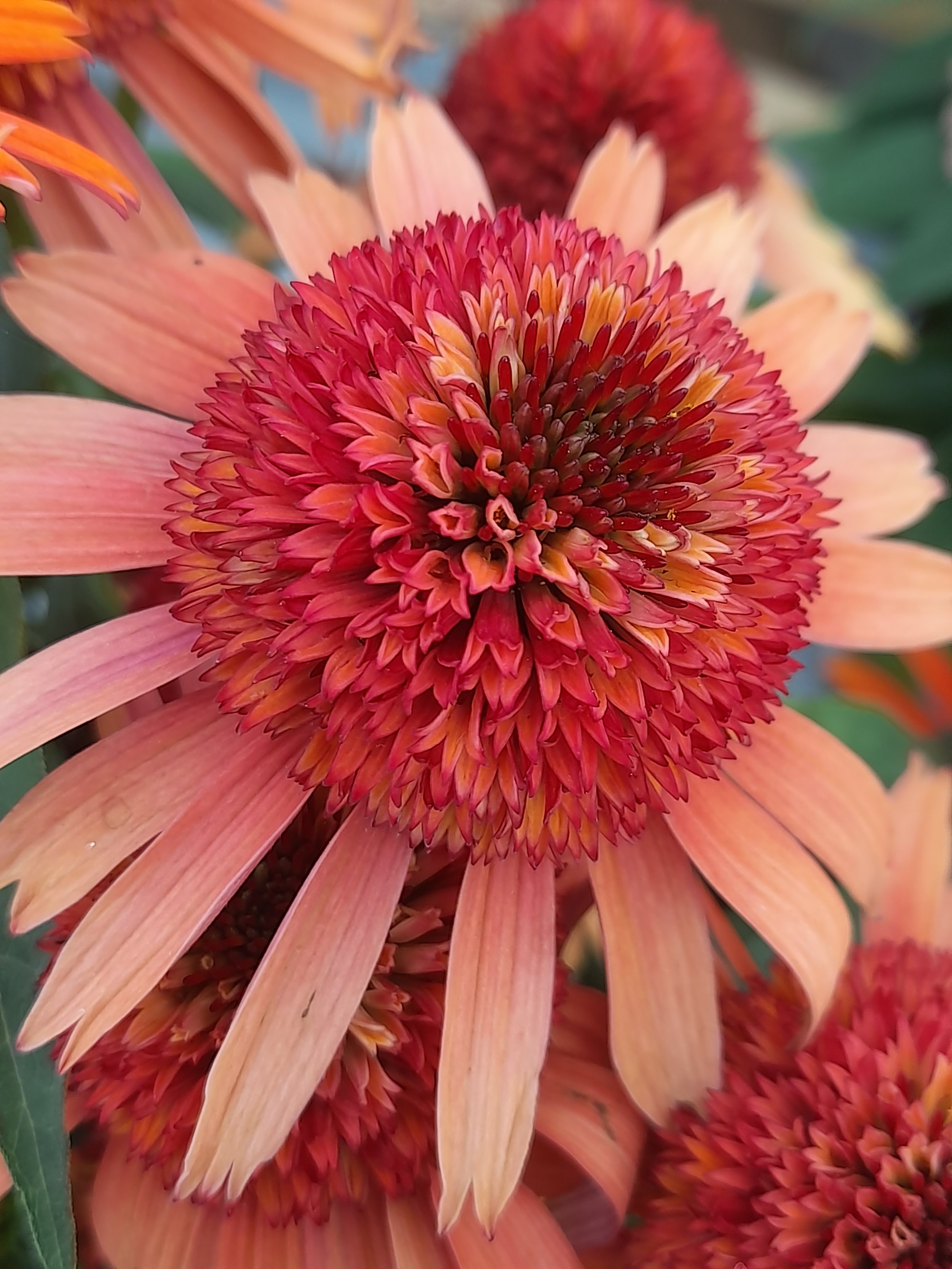 echinacea trade show 2.jpg