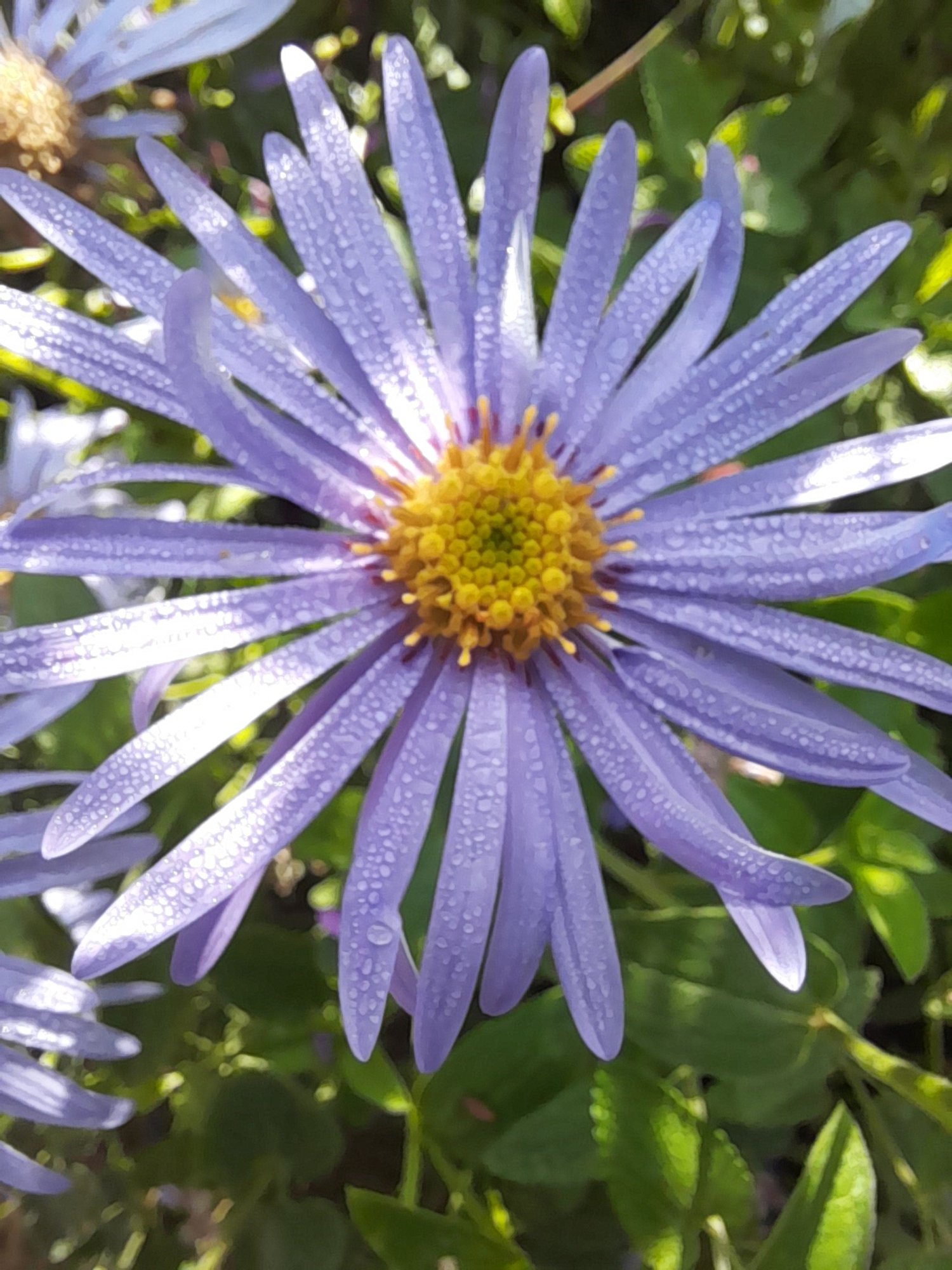 aster monch in the garden.jpg