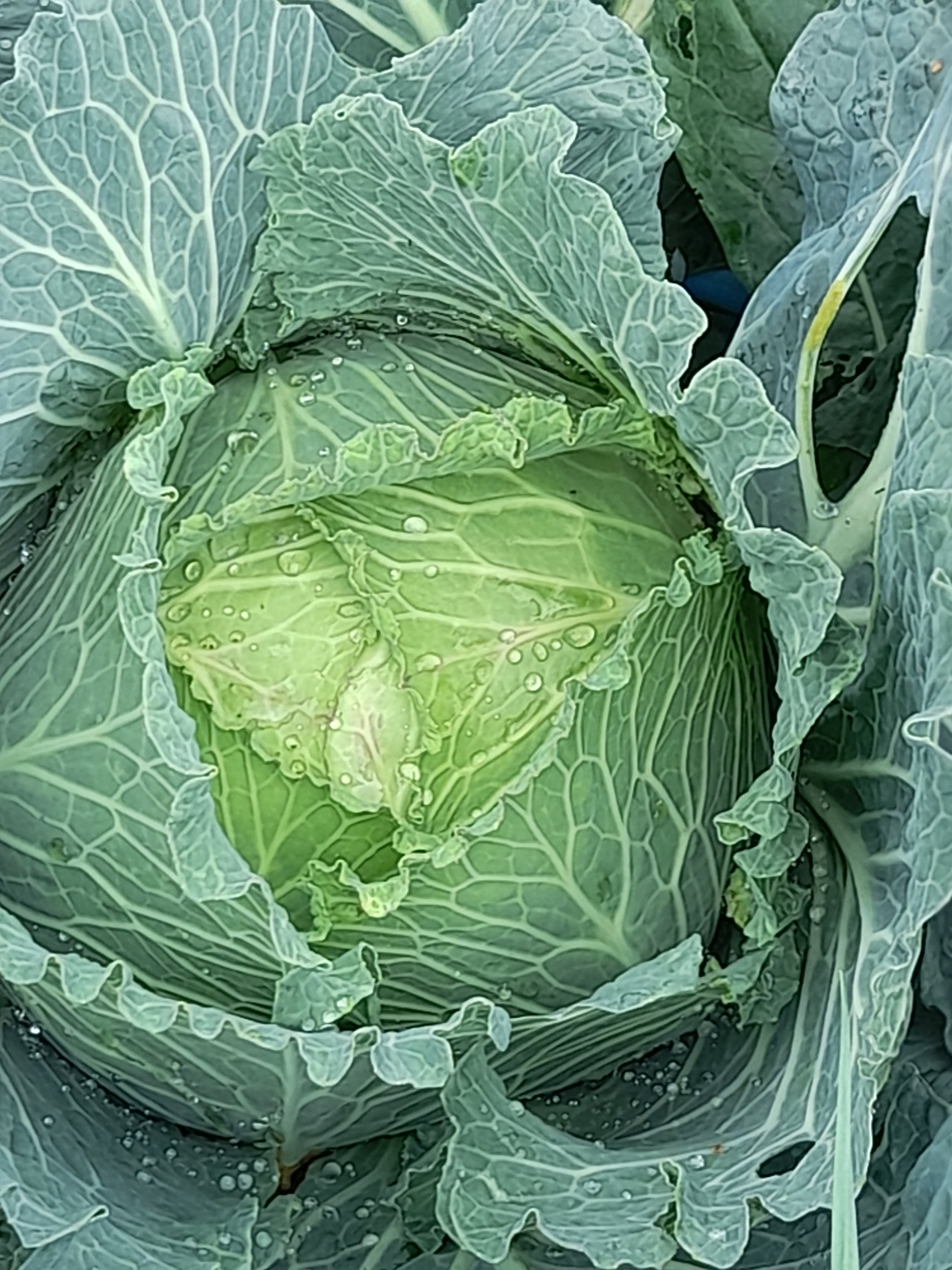 cabbage sept 2.jpg
