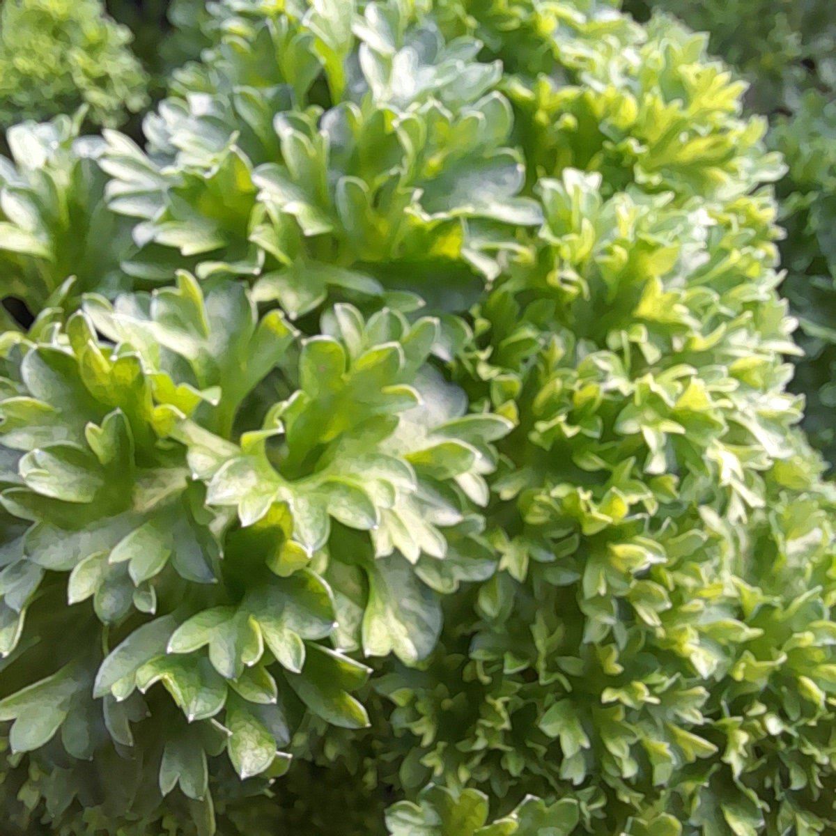 parsley feb.jpg