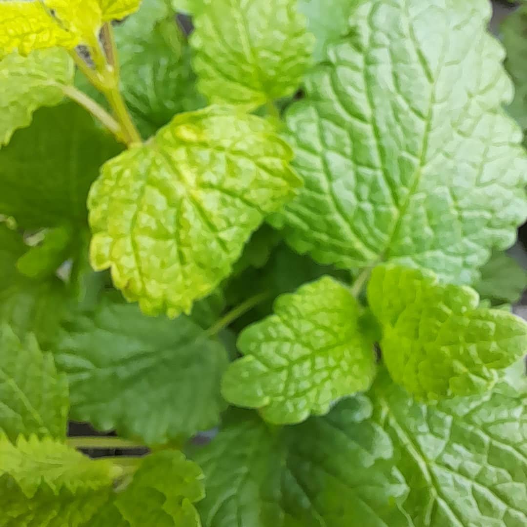 lemon balm.jpg