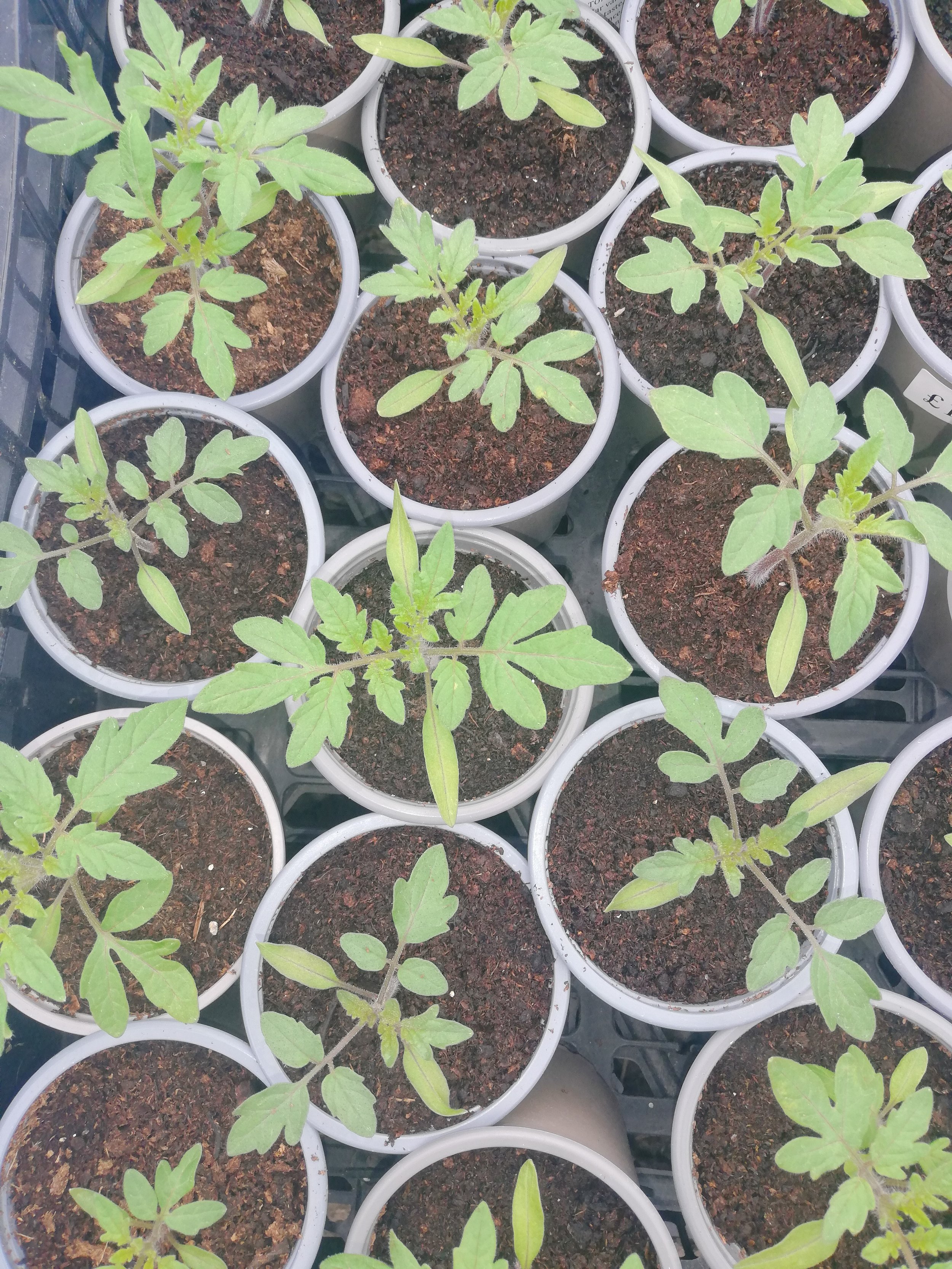 tomato seedlings.jpg