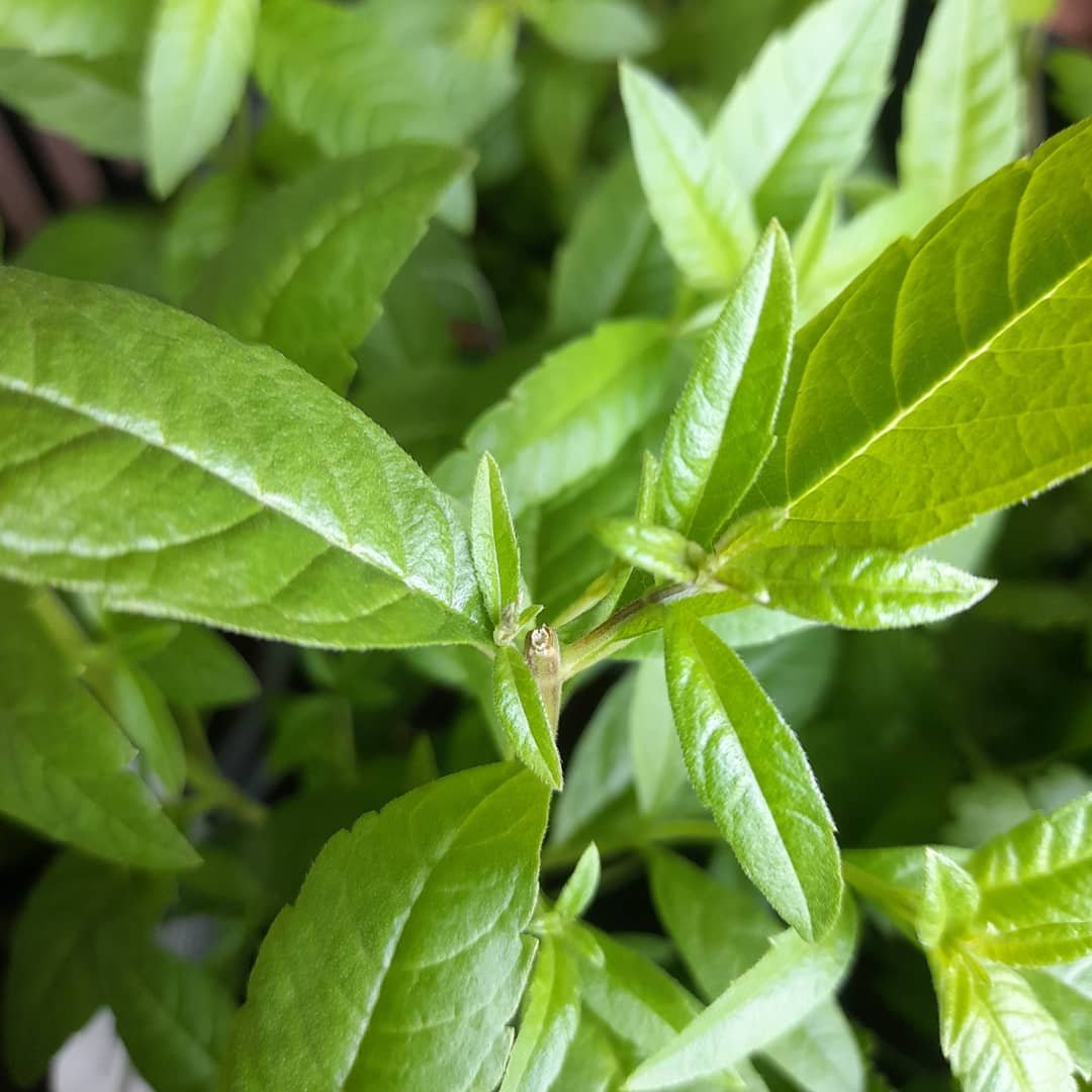 lemon verbena.jpg