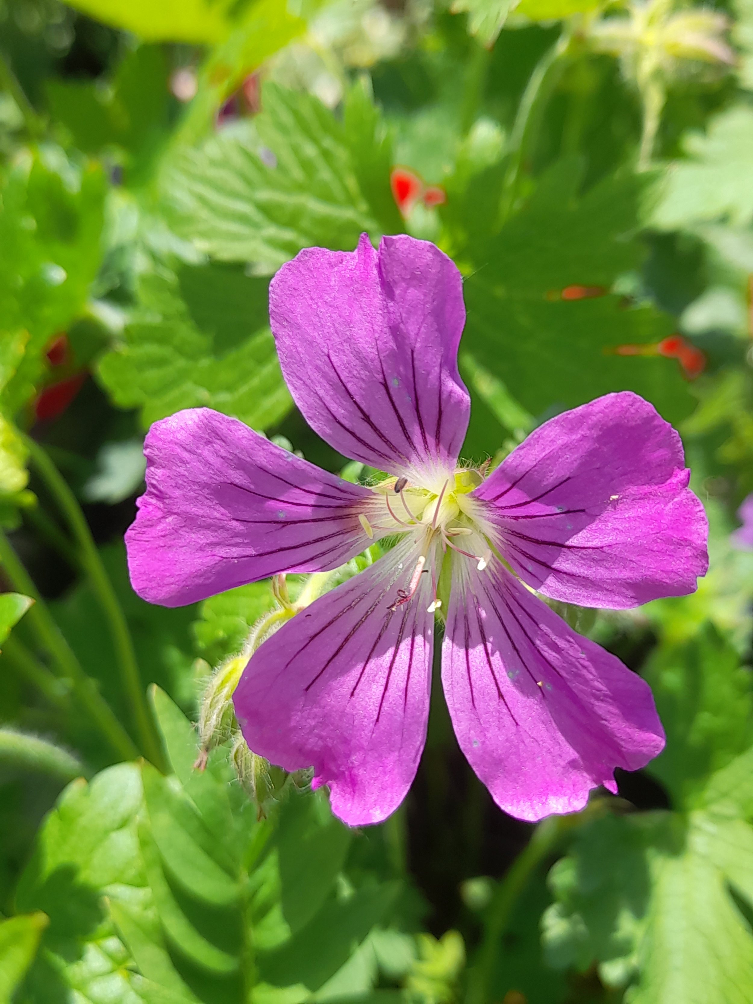 geranium gedney.jpg