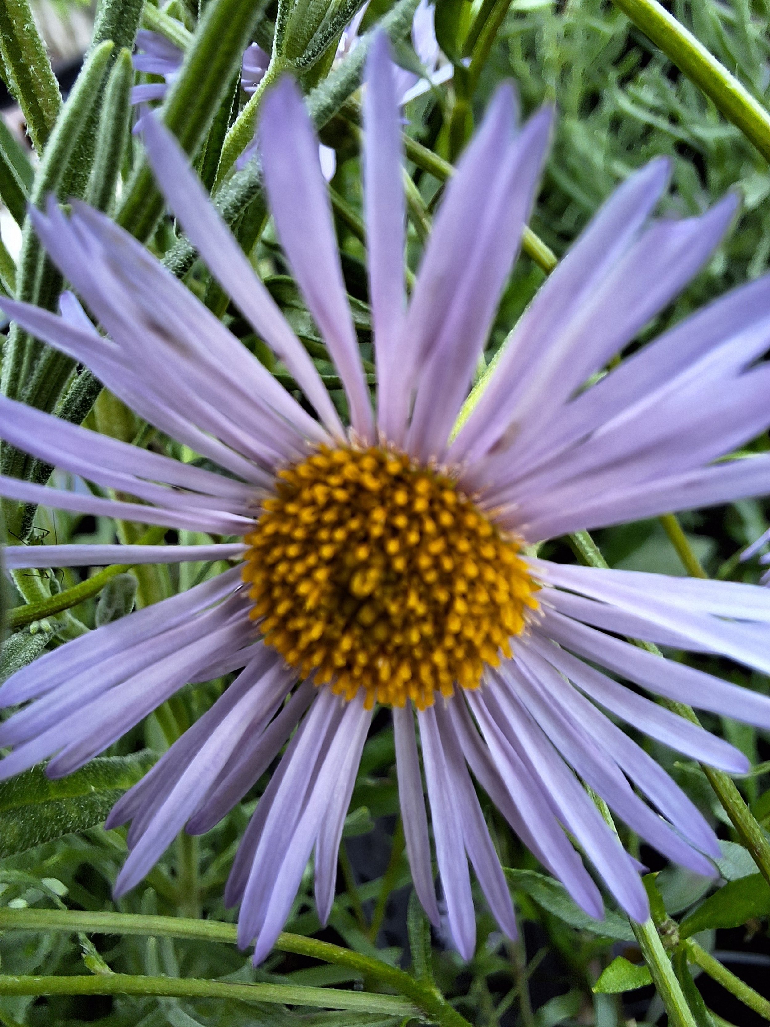 aster monch in garden.jpg