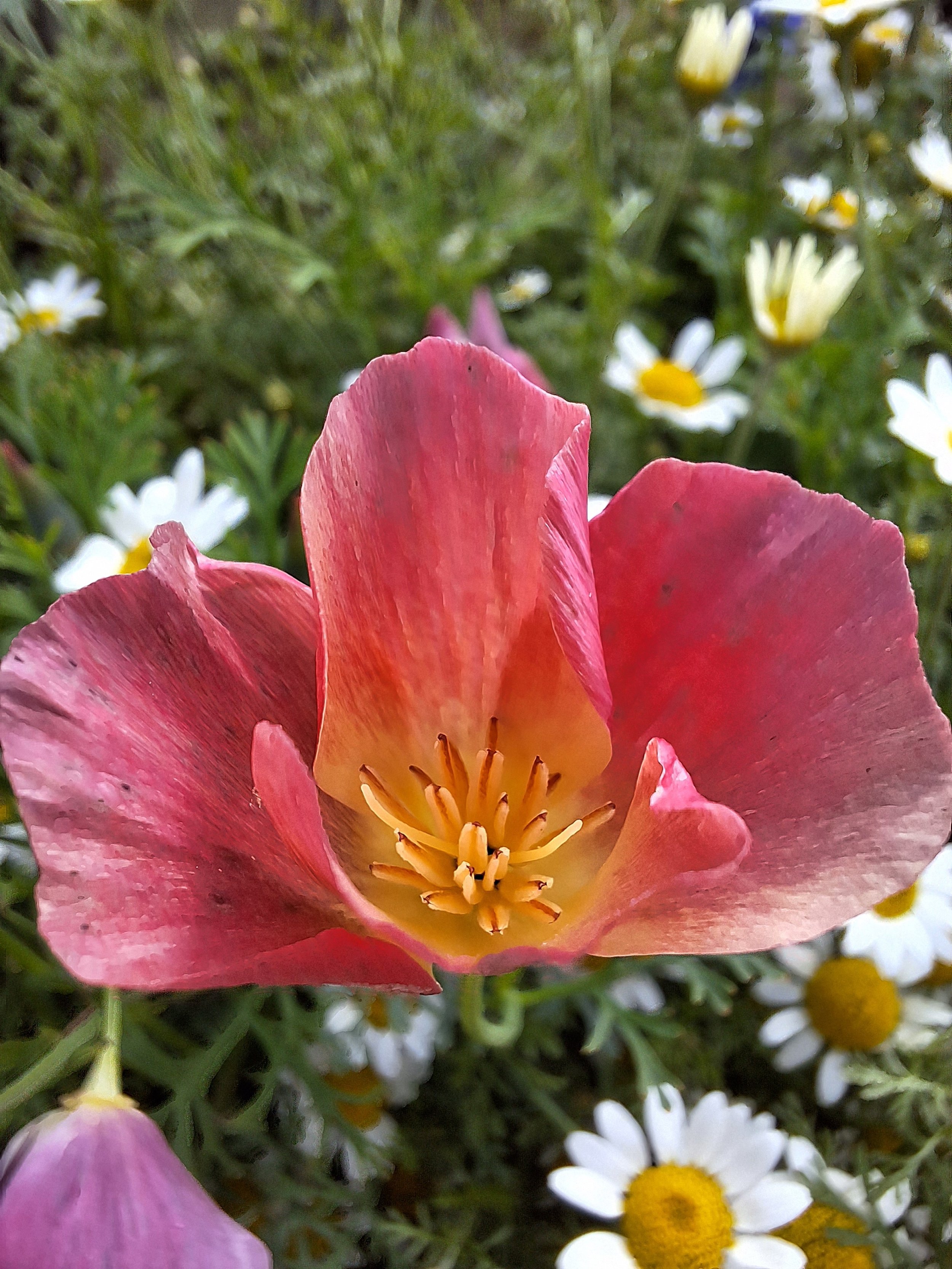 californian poppy july.jpg