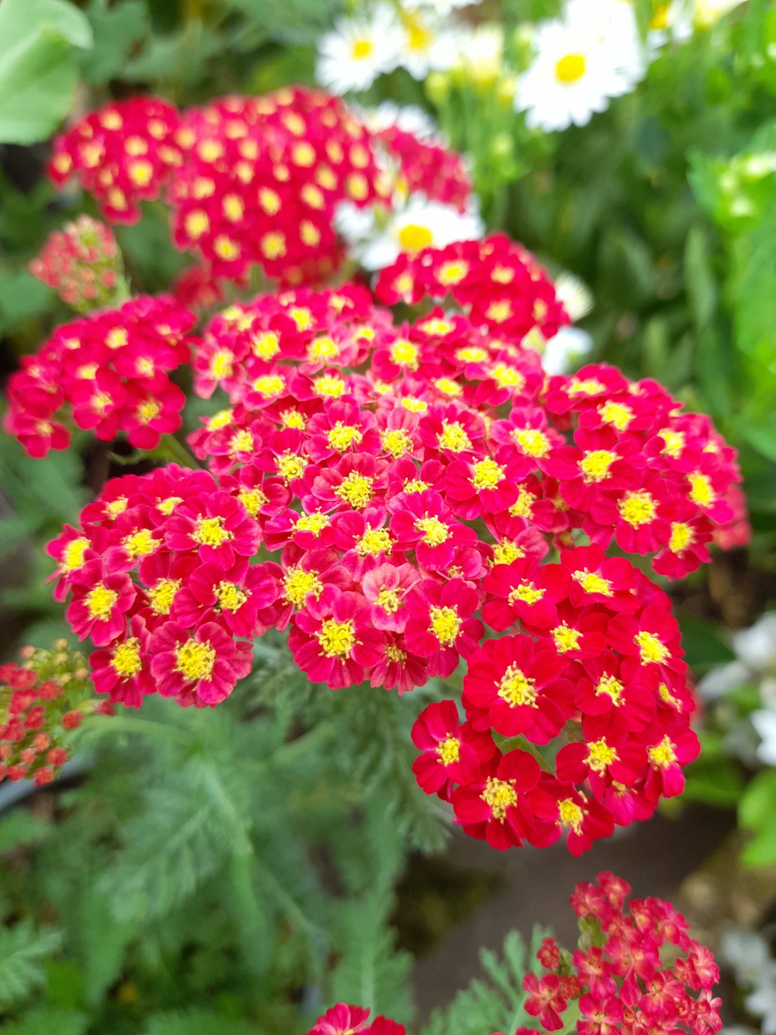 Achillea - chapel.jpg