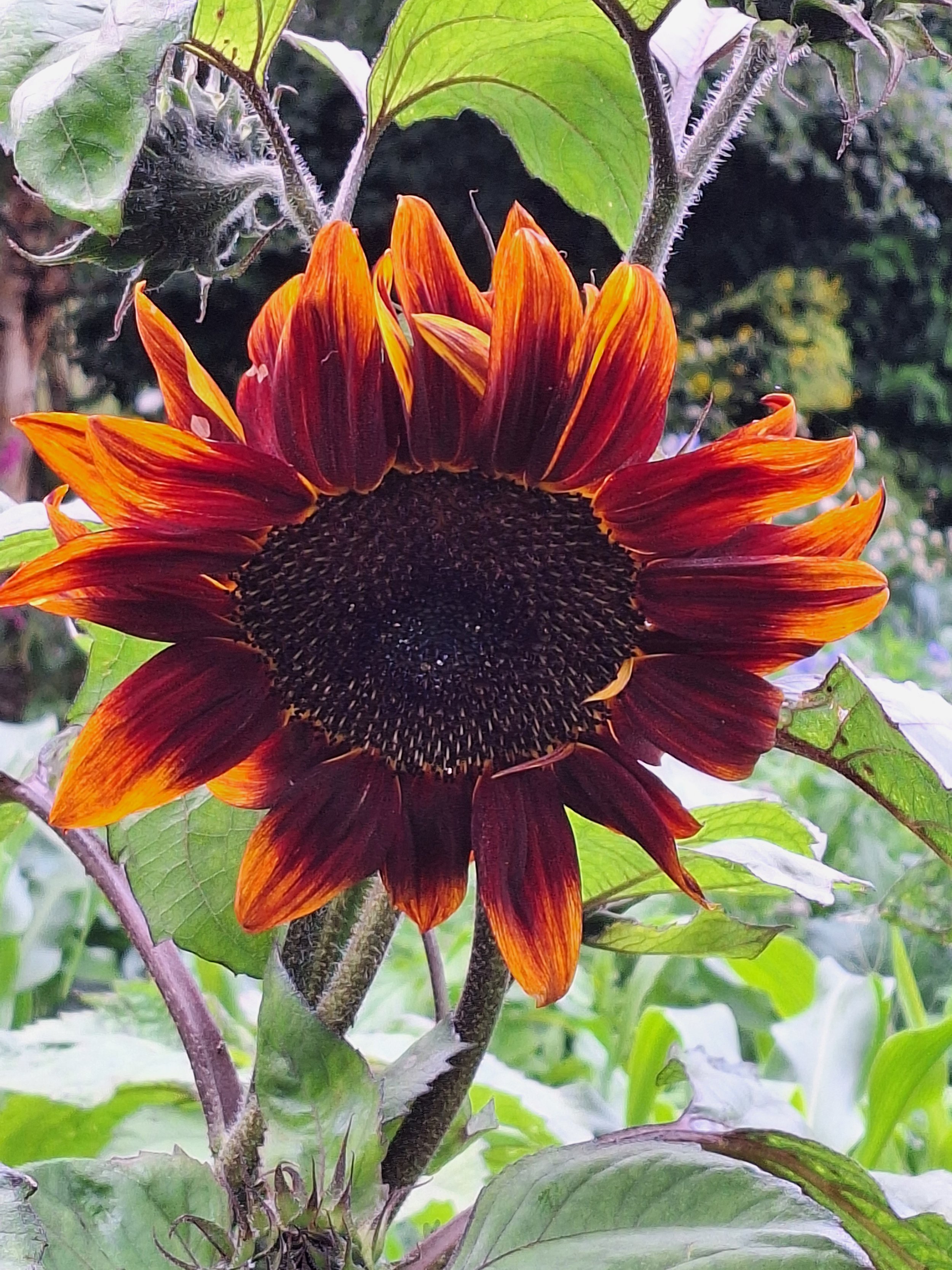 sunflower in july.jpg