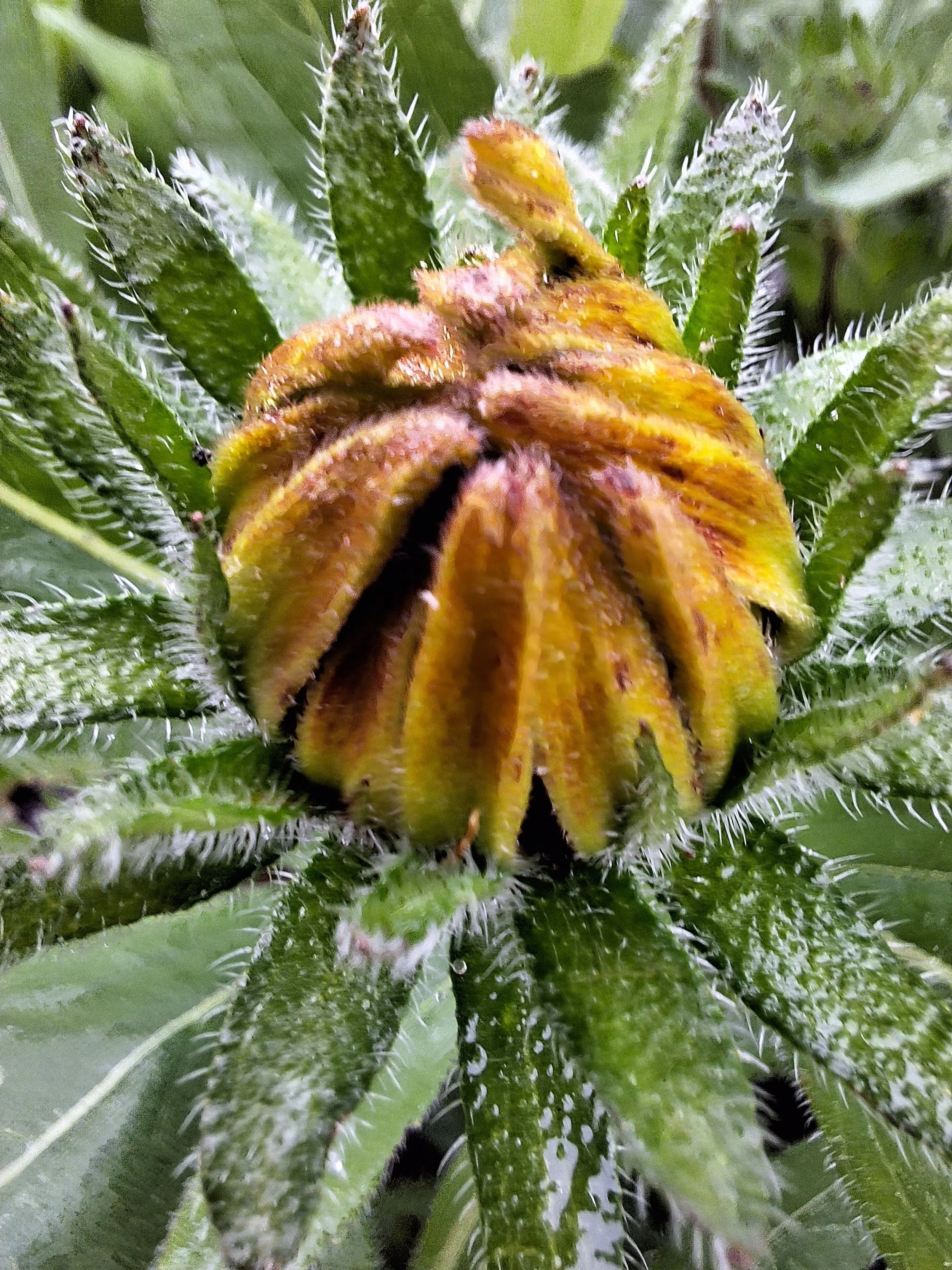 rudbeckia in bud july.jpg