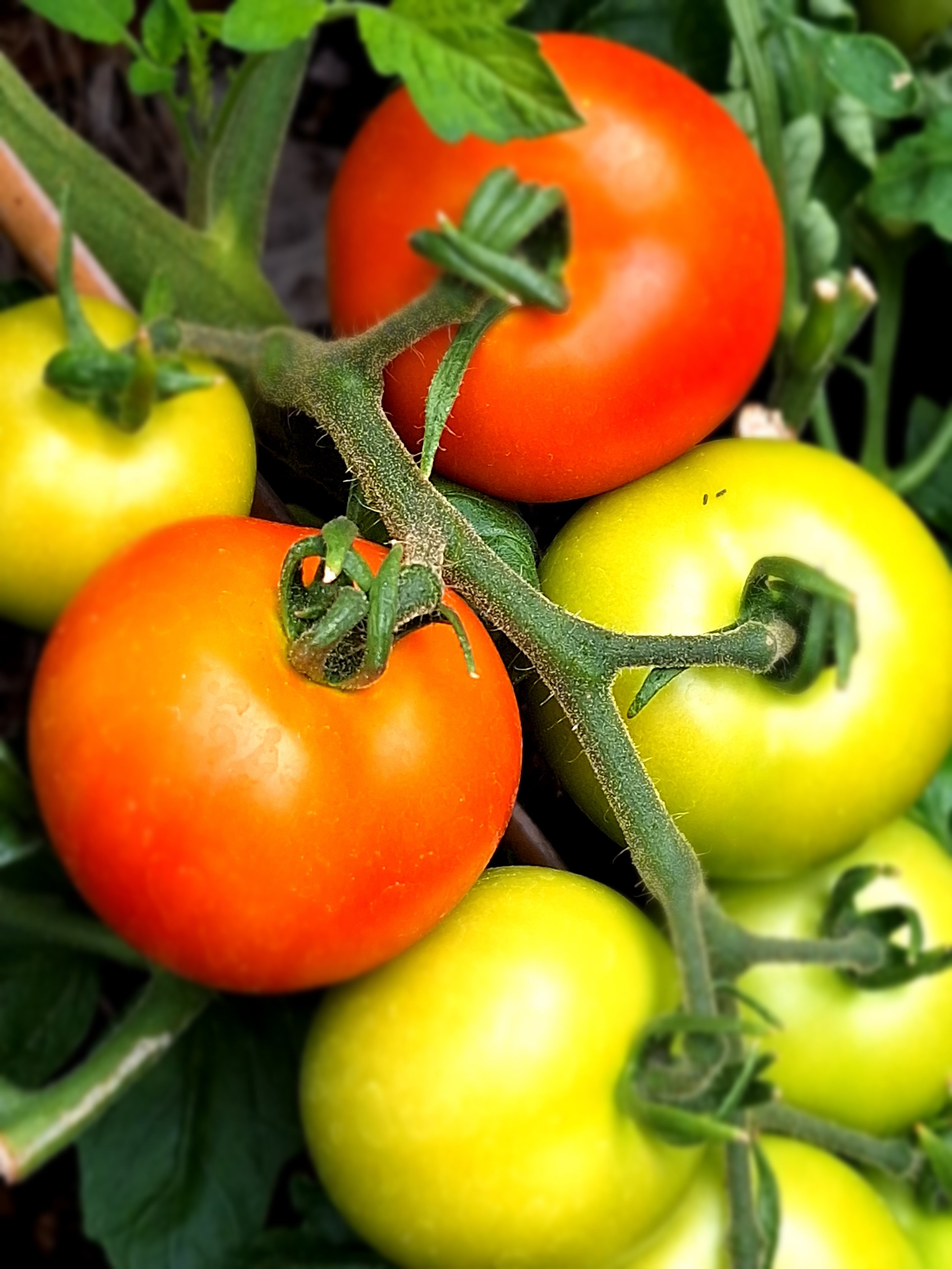 tomatoes ripening july.jpg