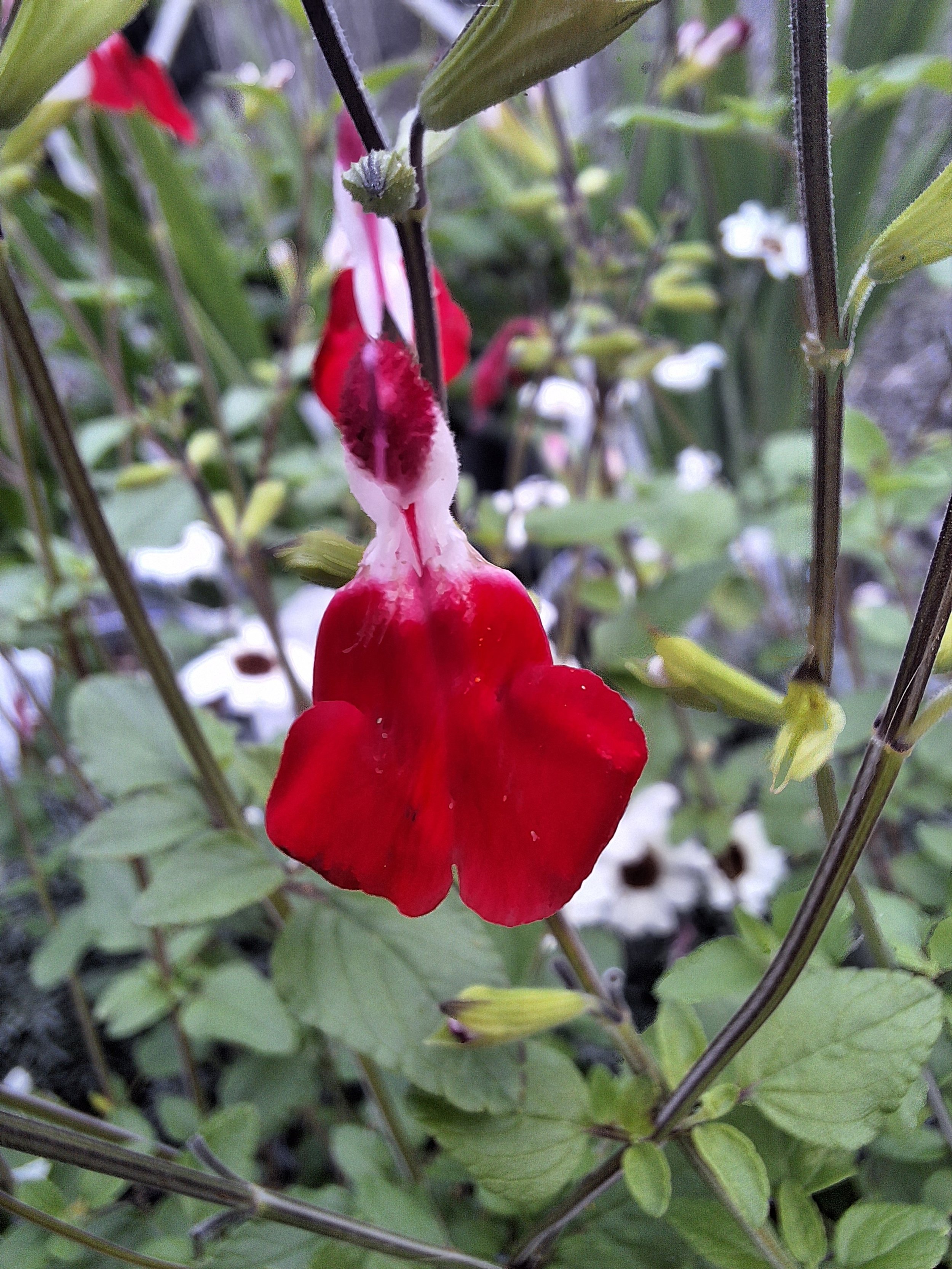 salvia pink lips.jpg