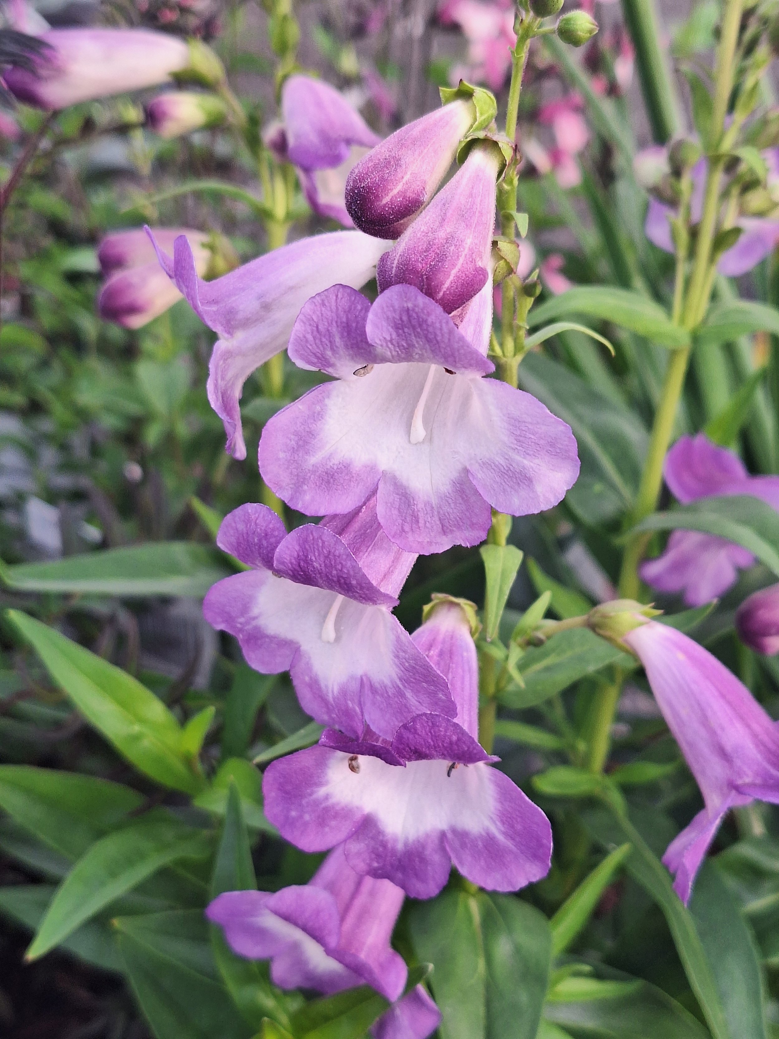 penstemon pensham czar.jpg